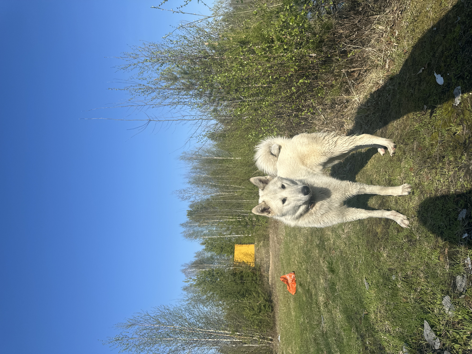 A medium, outdoor shot taken in Vysokii, Russia, depicts a medium, light-colored dog standing on a grassy area. The dog is facing forward and its body is angled slightly to the right, looking up at the camera. The sky is blue with trees visible in the background. A yellow structure is visible further in the background. An orange bag lies on the grass near the dog.