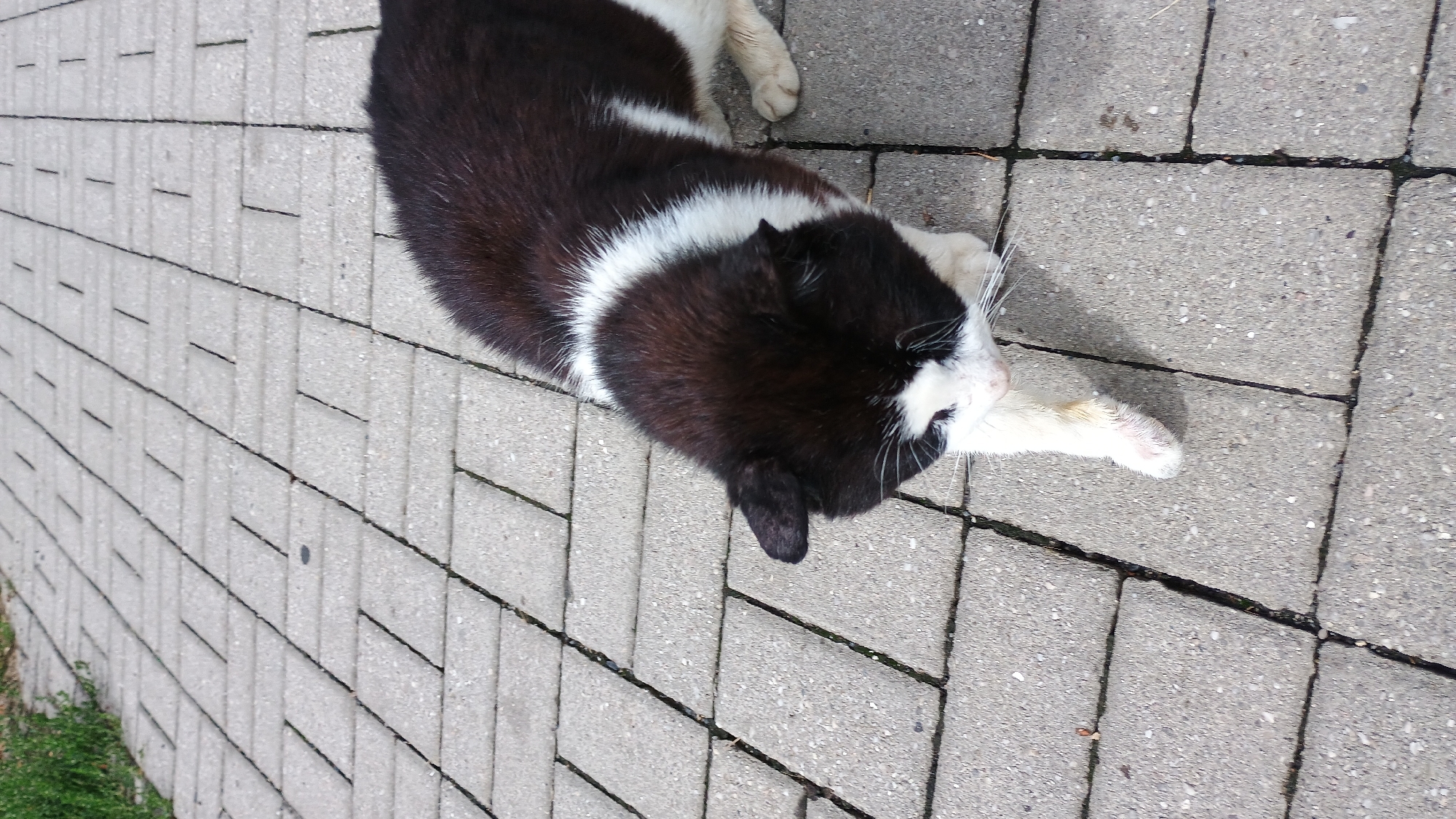 A black and white cat is walking on a paved walkway. The cat is primarily black with a white chest, belly, and paws. The walkway is made of rectangular gray pavers laid in a staggered pattern. To the left of the walkway, there is a patch of green grass. The scene appears to be outdoors, possibly in a park or residential area, in Sokolov, Czechia. The cat is the sole subject in the image.
