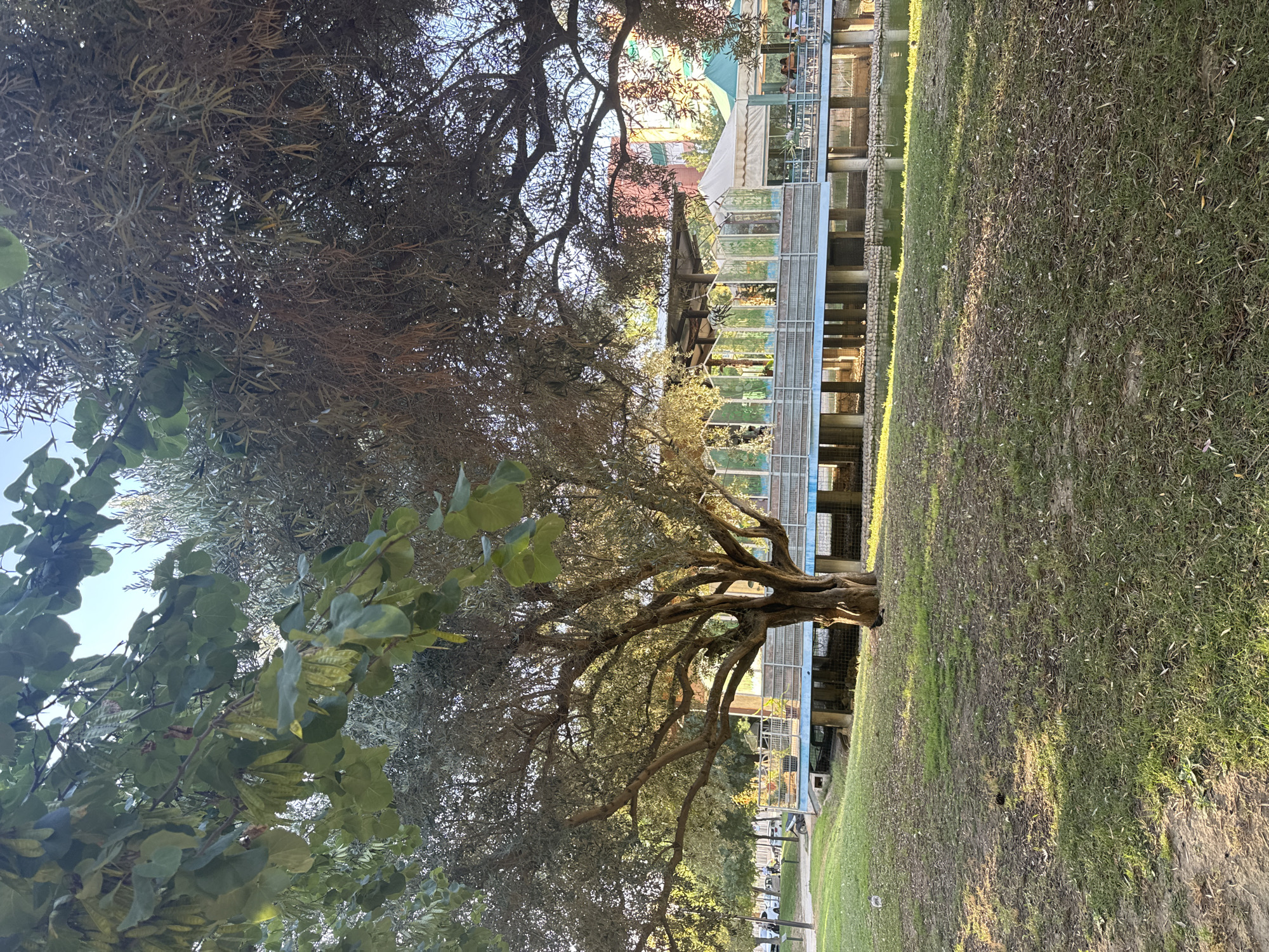 The image depicts an outdoor scene at the Terra Natura Murcia park, a zoological and botanical park. In the foreground, a grassy area with patches of dirt and fallen leaves is illuminated by the warm, late afternoon sun, casting long shadows. A large, mature olive tree with a thick, gnarled trunk and expansive branches dominates the left side of the frame, its leaves filtering the sunlight. Beyond the tree, a raised walkway with blue railings and glass panels runs horizontally across the mid-ground. This walkway appears to lead to an open-air restaurant or cafe area with tables, umbrellas, and several people seated. Beyond the walkway, a body of water, likely a pond or small lake, reflects the sky and surrounding structures. In the background, buildings, including a red-brick structure, are visible. A white tent and a green awning suggest additional covered areas within the park. A few birds are scattered across the lawn and near the water's edge. The overall atmosphere is one of a peaceful, sunny day in a park environment.