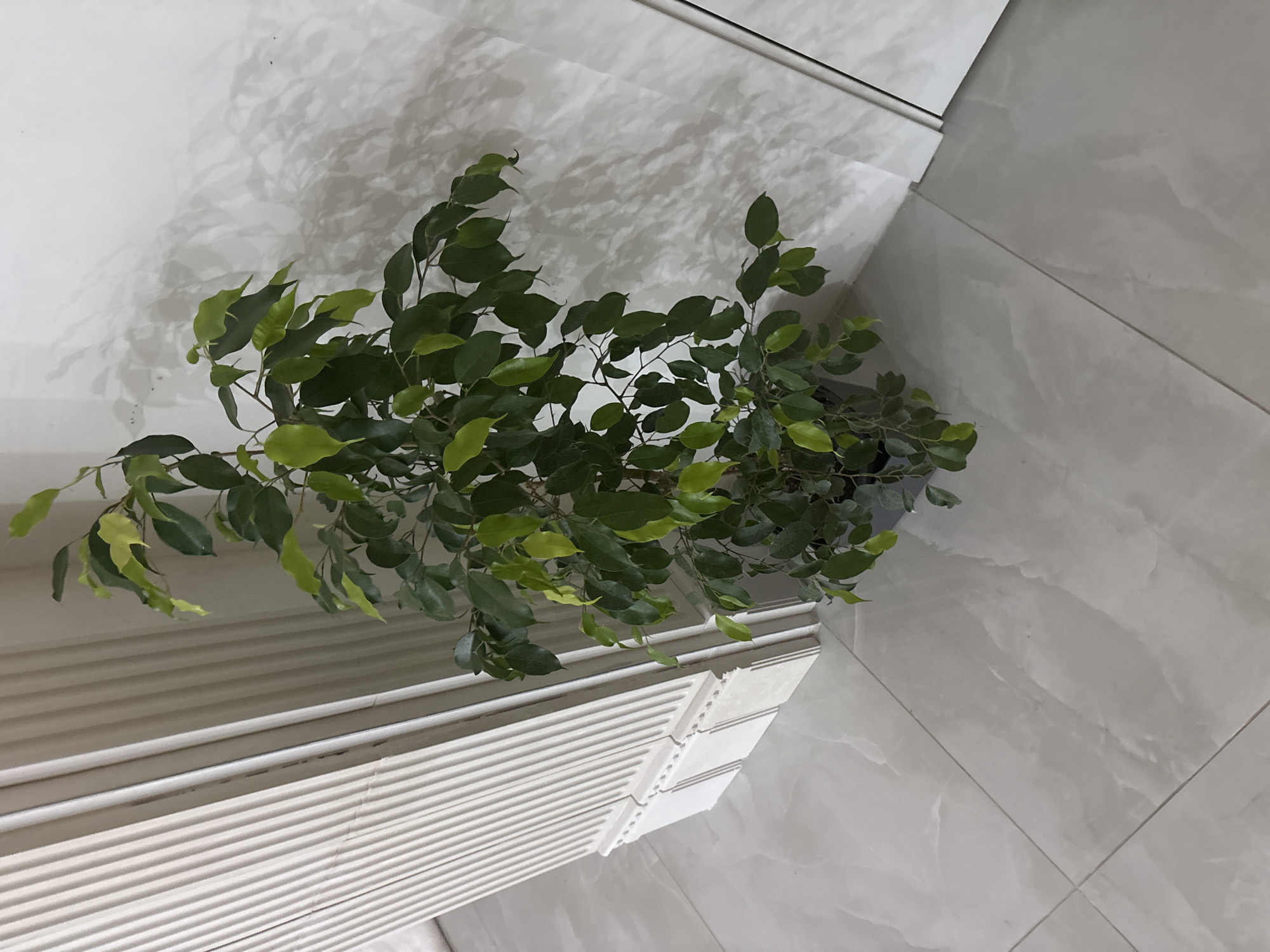 The image shows a potted plant in a room with white tiled walls and floor. The plant has green leaves and is positioned near a white radiator. The location appears to be indoors, possibly a bathroom or hallway. There are no people visible in the image. The lighting casts shadows on the walls, giving the tiles a textured appearance.