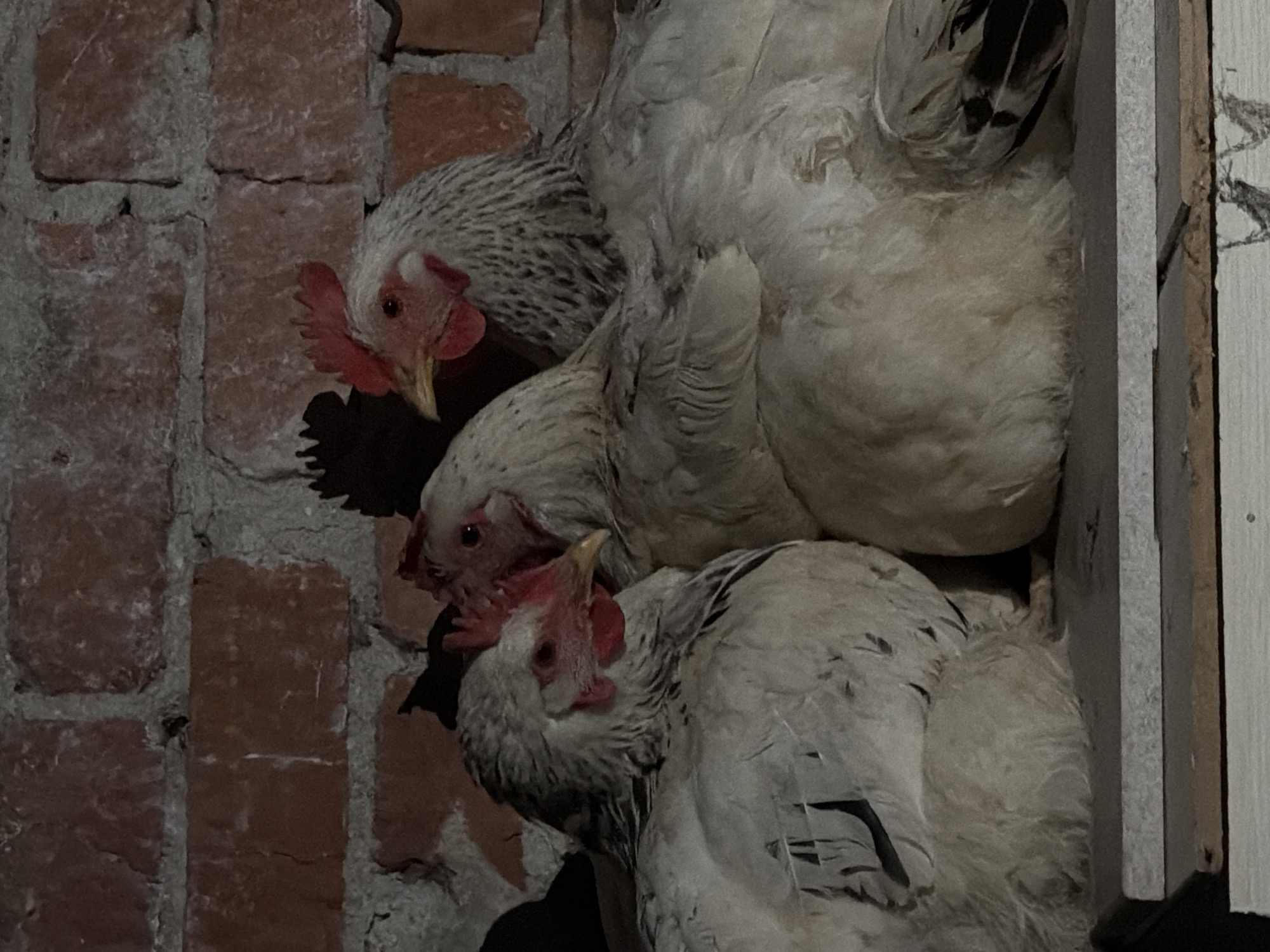 The image displays three chickens huddled closely together, appearing to be resting or roosting. They are oriented vertically within the frame, with their heads pointing towards the left against a brick wall. All chickens have predominantly white feathers with some gray speckling on their necks, bright red combs and wattles, and yellow beaks.
The uppermost chicken's head is clearly visible, with its beak slightly open. A second chicken is nestled beneath it, with its head also visible and a prominent red comb. The third chicken, at the bottom of the group, has its head turned upwards towards the other two. Their bodies are mostly obscured by their close proximity and fluffy white plumage.
The background on the left features a weathered red brick wall with visible mortar lines. To the right of the chickens, there is a light-colored wooden structure or panel, possibly indicating an indoor coop or sheltered area. The lighting is dim, suggesting it is either nighttime or a dark interior setting. There is no discernible activity beyond the birds resting. No text is visible in the image. The scene is located in Yuzhny, Russia.