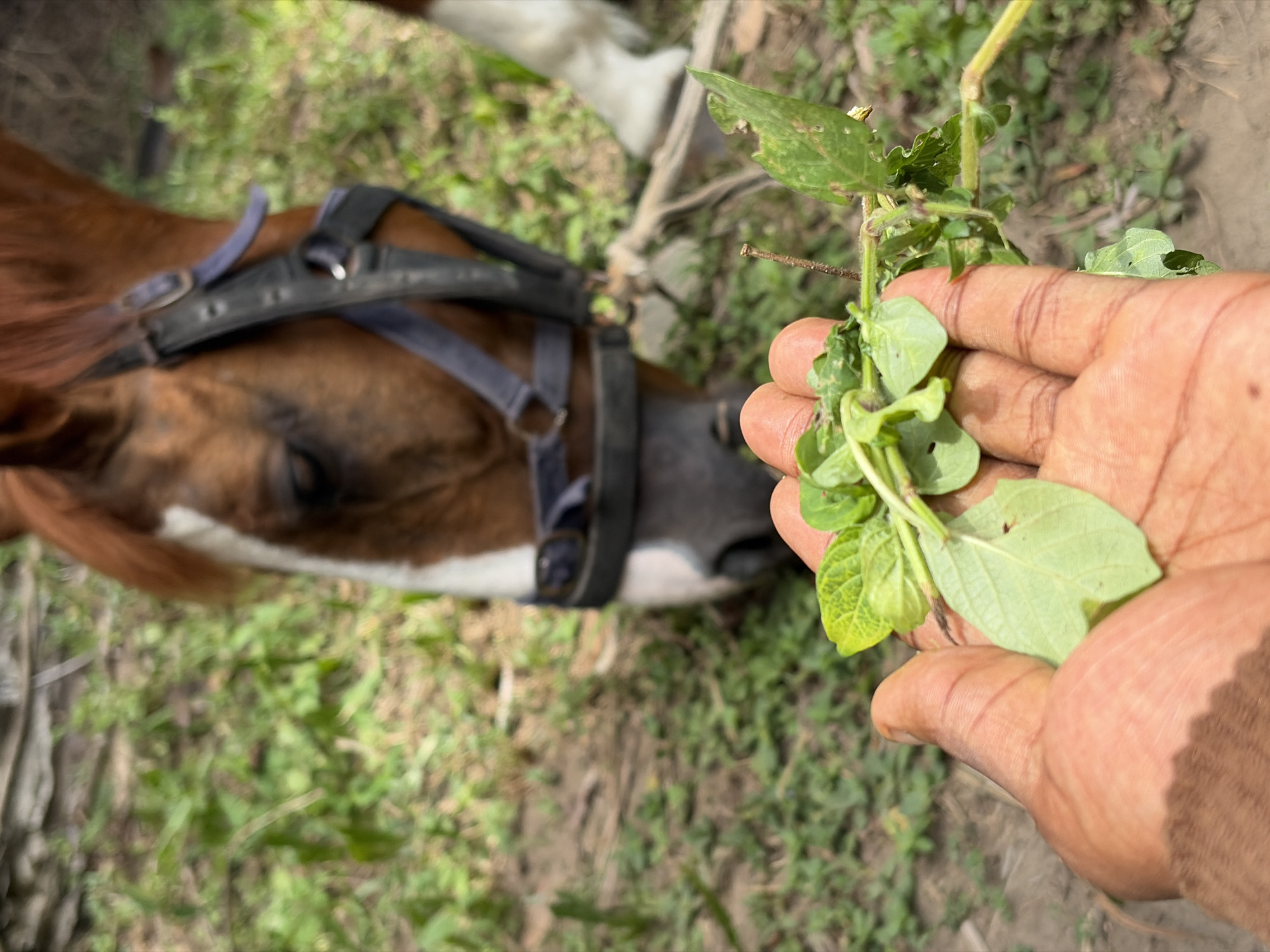 This image, captured in Lekki, Nigeria, depicts an outdoor interaction between a human and a horse. In the foreground, a dark-skinned human hand, partially obscured by a brown sleeve, holds a small cluster of green leaves and stems. Centrally positioned, a brown horse with a white blaze on its face and a white lower right foreleg is visible. The horse wears a dark-colored bridle and has its head lowered, with its muzzle oriented towards the foliage held by the human hand. The environment consists of sparse green grass interspersed with patches of reddish-brown soil. The scene is illuminated by natural daylight.