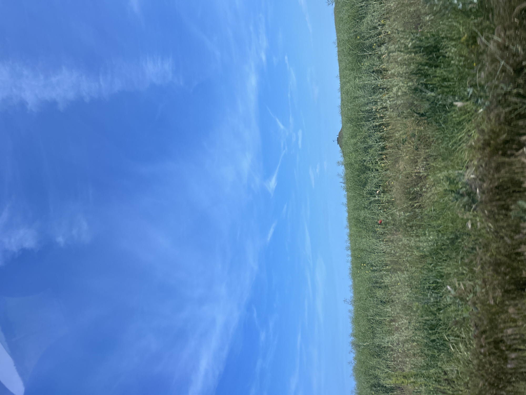 The image displays a serene landscape of Kichevo, Bulgaria, featuring a vast green field under a clear blue sky. The horizon line sharply divides the scene, with the vibrant blue sky occupying the upper two-thirds of the frame and the lush green field the lower third.
The sky is a brilliant, uniform blue, adorned with scattered, thin, wispy white clouds that resemble cirrus formations. These delicate clouds stretch across the expansive sky, indicating fair and sunny weather.
Below the horizon, the field is densely covered with tall, verdant plants, showcasing various shades of green. Hints of small yellow flowers are visible amidst the greenery, suggesting a crop like rapeseed or similar vegetation. A solitary, distinct red bloom, possibly a poppy, stands out in the right-central portion of the field, providing a vibrant color contrast. On the distant horizon, a small, dark, indistinct structure can be faintly observed, hinting at a distant building or rural feature.
The scene conveys a sense of open countryside and tranquility. The bright and even lighting suggests it was captured during midday or early afternoon. There are no people or discernible activities taking place, and no visible text in the image.