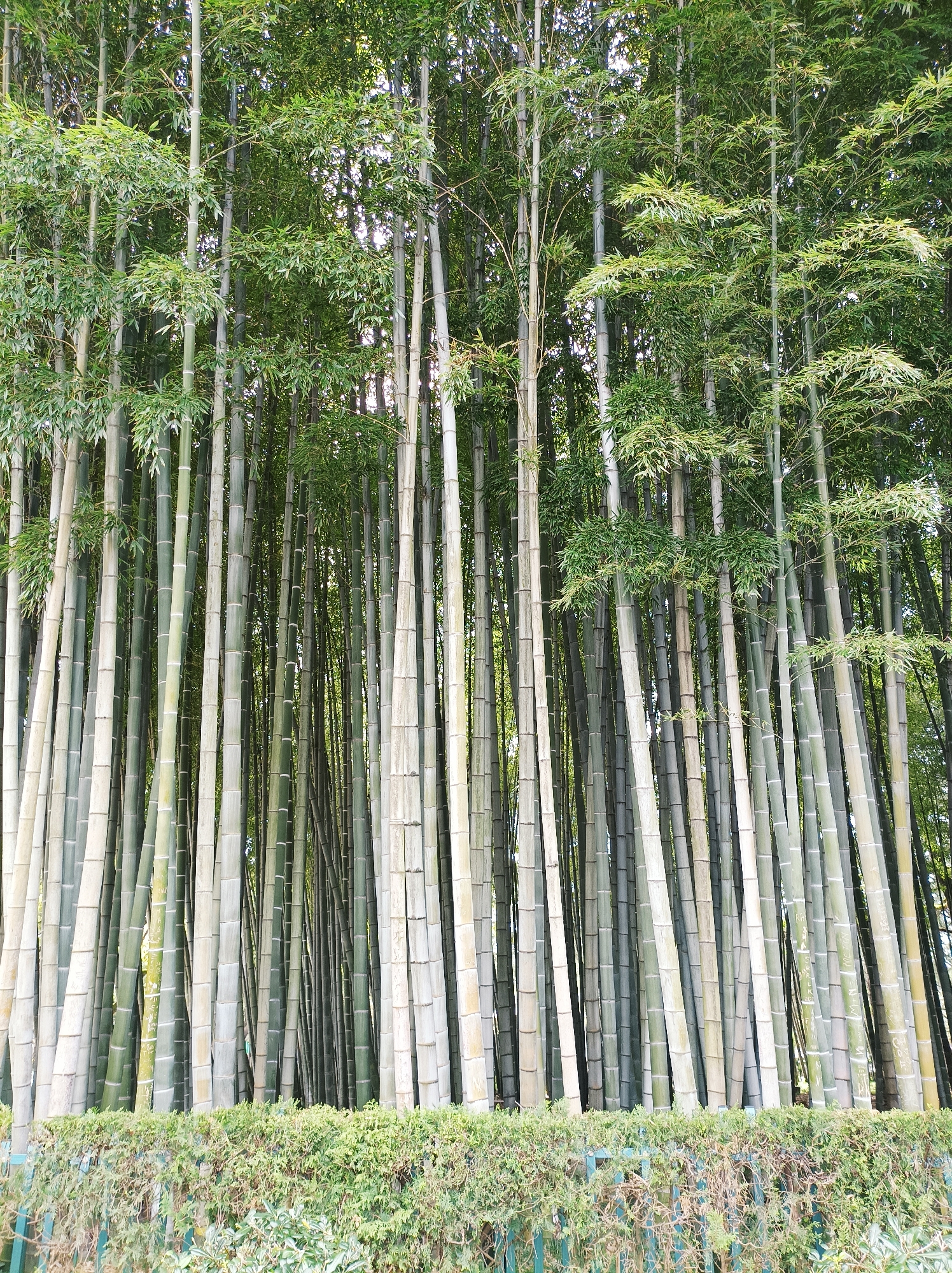 A dense stand of bamboo trees, of varying shades of green and grey, fills most of the frame. The bamboo trunks rise vertically from a low, trimmed hedge of green foliage along the bottom edge of the image. The tops of the trees are leafy, allowing dappled sunlight to filter through. The fence is a faded dark green.
The bamboo grove is located in Batumi, Georgia.