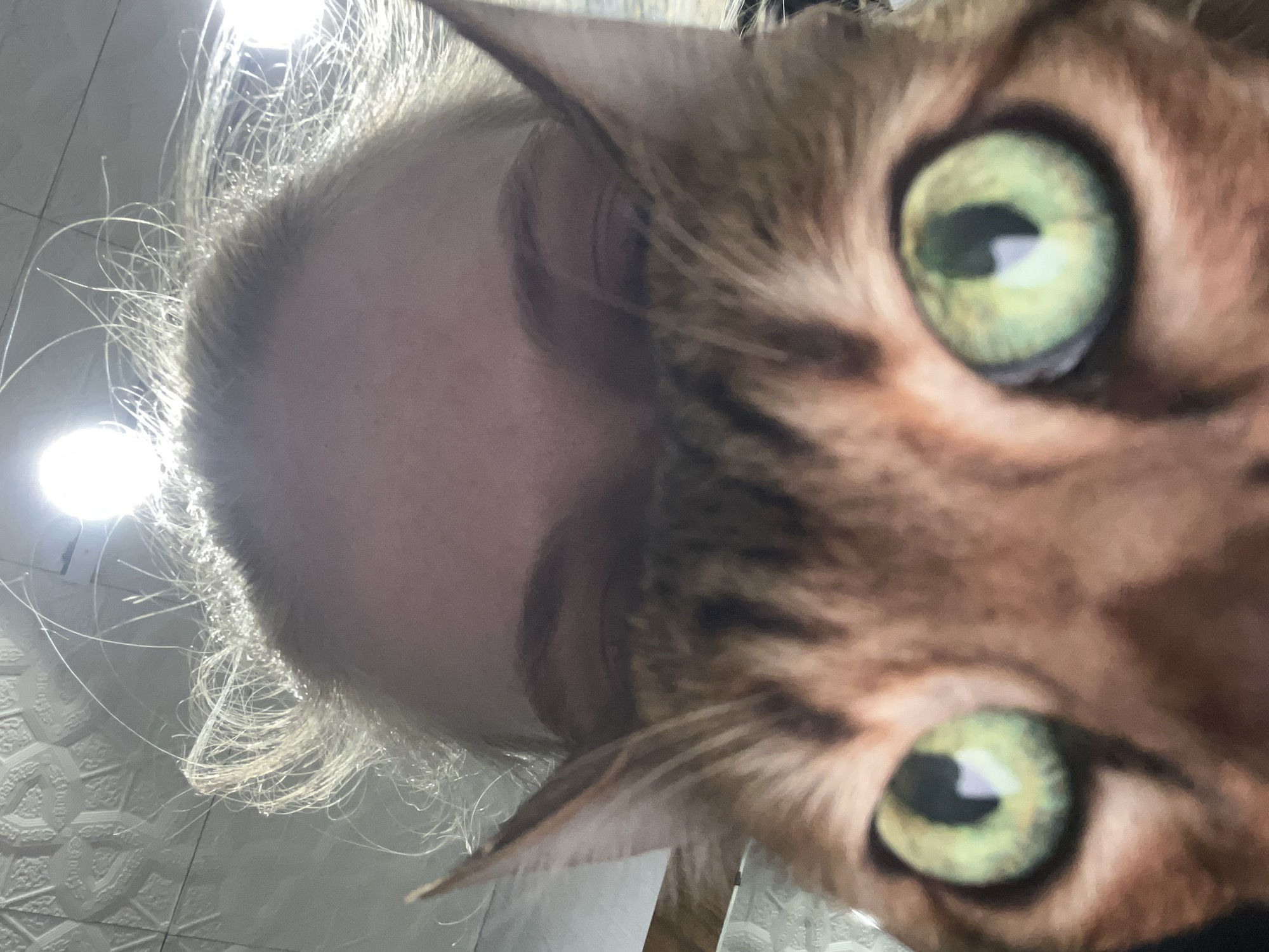 A close-up photograph captures a domestic cat positioned in the foreground, largely obscuring a person's face. The cat is identifiable as a Bengal due to its distinctive brown and black spotted/striped fur pattern. Its prominent bright green eyes, featuring vertical pupils, are the central focus of the image. Erect ears frame the top of the cat's head. Behind the cat, the forehead and eyebrows of an individual are visible, along with light-colored, disheveled hair illuminated by two intense overhead light sources. The ceiling, visible in the upper background, displays a white, geometric, possibly embossed or pressed metal, pattern. The scene is located indoors in Moscow, Russia.