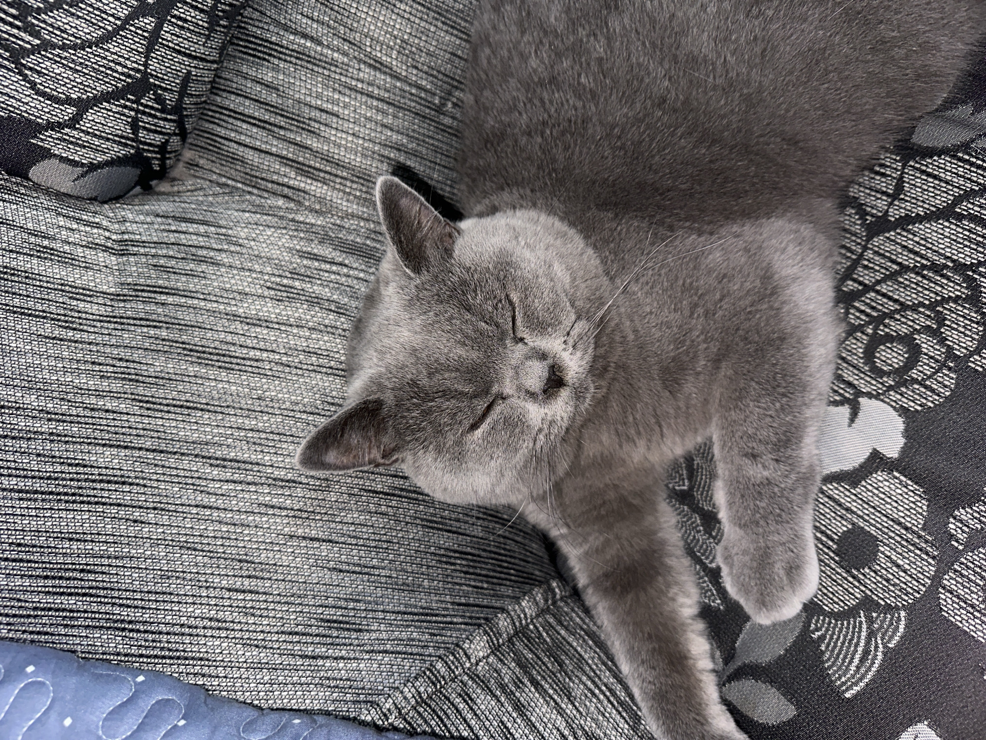 A grey British Shorthair cat is sleeping on a patterned sofa. The cat is lying on its side with its eyes closed and its body relaxed. The sofa has a dark grey and black floral pattern. The lighting in the image suggests it was taken indoors during the day. The cat's fur is short and dense, and its ears are rounded. There are no people visible in the image. The image is taken from a slightly elevated angle, looking down at the cat.