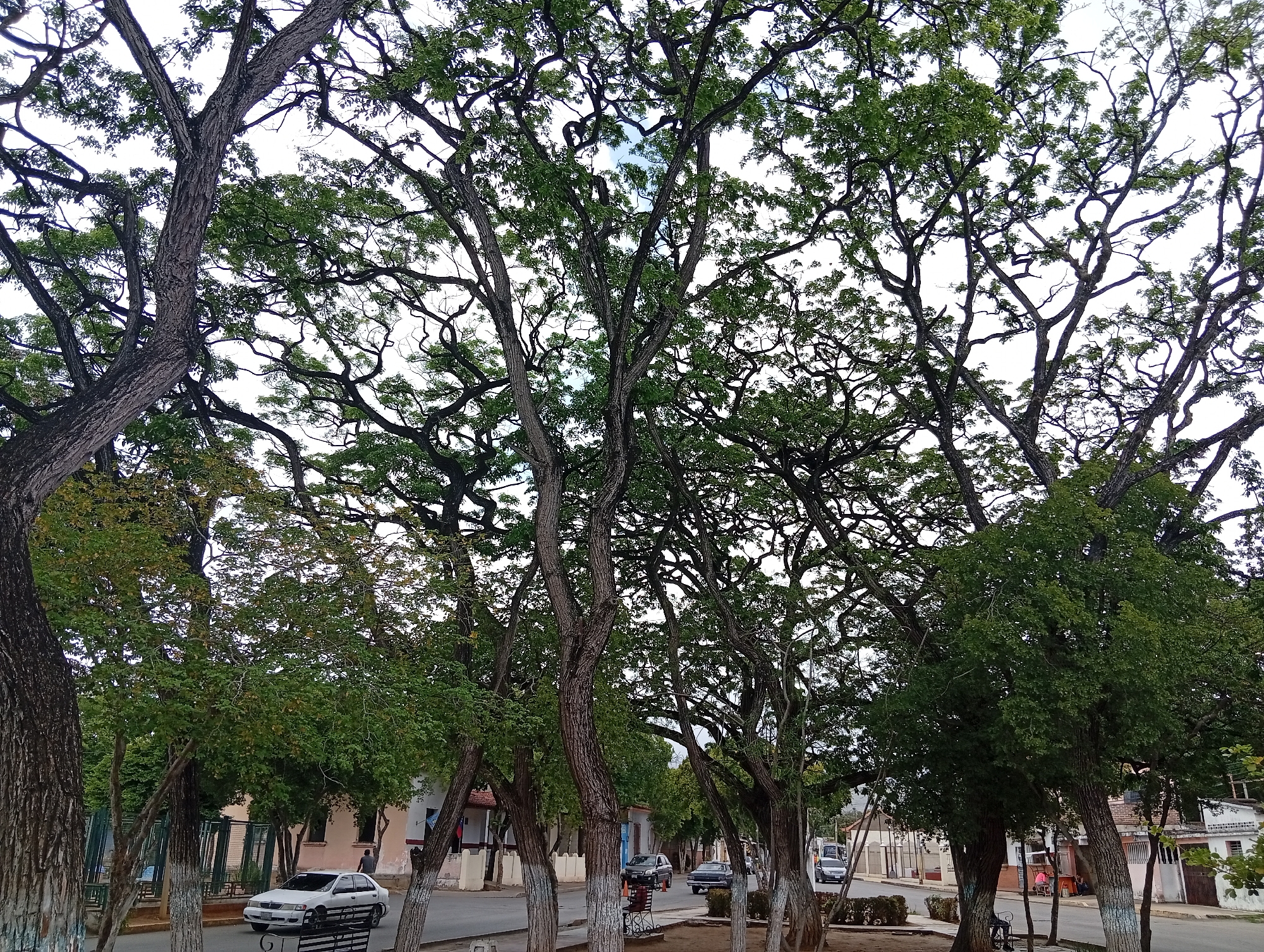 The image depicts a street scene in Juan Griego, Venezuela, characterized by a dense canopy of mature trees with intricate branching patterns. The trees dominate the upper portion of the frame, their dark branches silhouetted against a bright, overcast sky. Below the trees, a paved street runs horizontally through the image, bordered by sidewalks and low buildings. Several vehicles are visible on the street, including a white sedan parked near the left side and other cars in the background, suggesting moderate vehicular activity. Small figures of people can be seen in the distance, engaged in everyday activities. The trees have textured bark, and some of the lower trunks are painted with white bands, a common urban tree treatment. The environment appears to be a typical street within a town or city, with a mix of natural elements (trees) and urban infrastructure.
