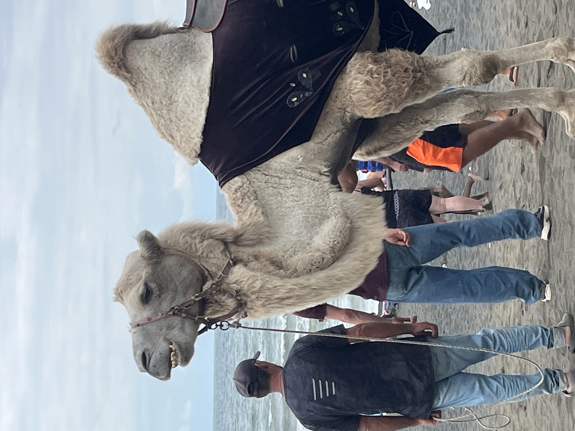 In Ureki, Georgia, on a sandy beach beside the Black Sea, a large camel stands partially covered by a dark, ornate blanket. The camel's head is turned to the left, revealing its mouth slightly open, showing its teeth. A rope halter is around its head, and it is tethered to a man standing to its left. This man, wearing a dark t-shirt and light blue jeans, faces away from the camera, holding the rope. Another man in blue jeans stands to the right of the first man, also facing away. Several other people are visible in the background, some with their backs to the camera, dressed in casual beach attire. The sea stretches out behind them under an overcast sky.
