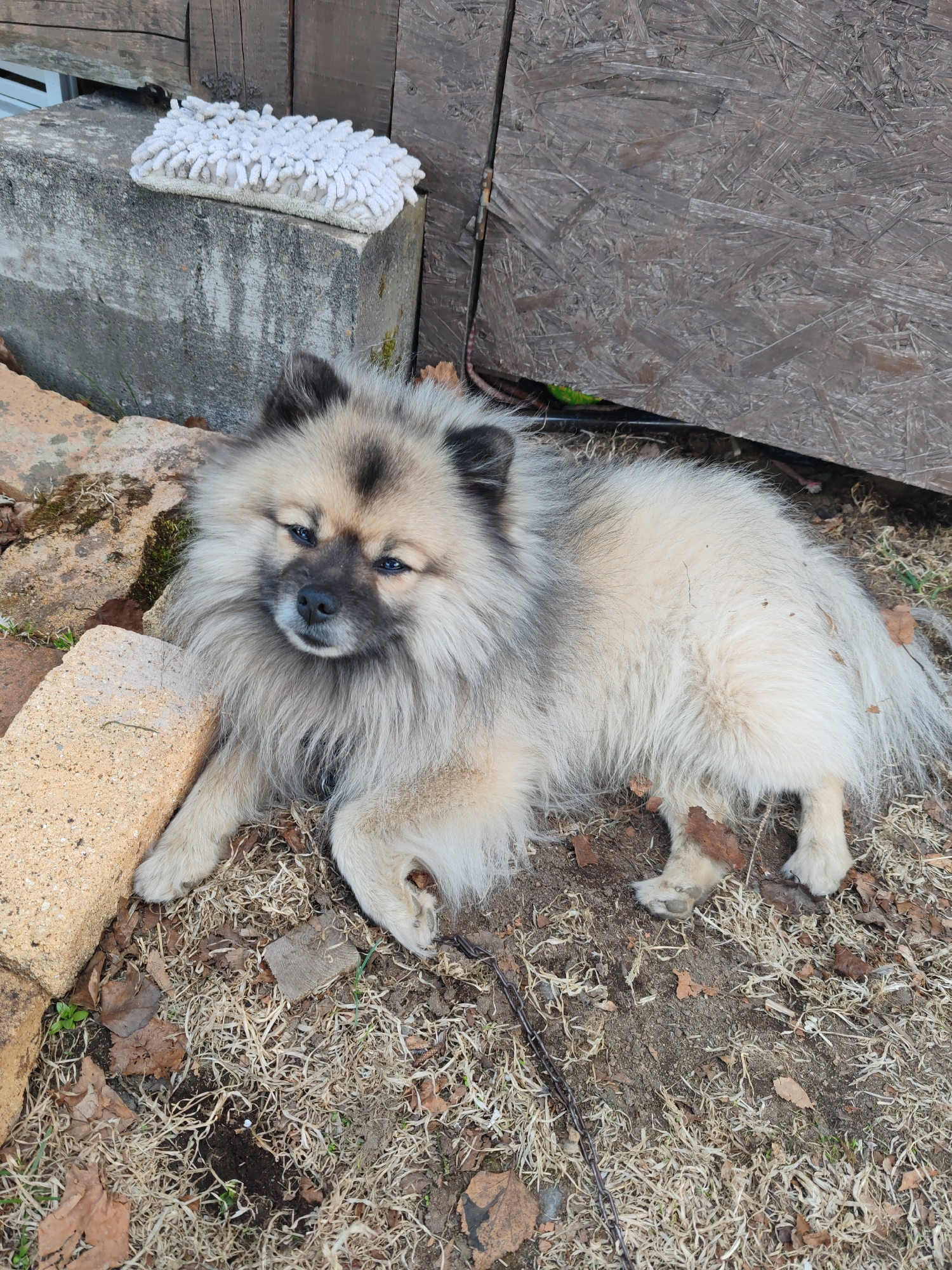 A medium-sized, fluffy, tan and gray Keeshond dog lies on dry grass and leaves. The dog is positioned between a brick border on the left and a weathered wooden wall on the right. Behind the dog and the brick border is a gray concrete block with a white, shag-like cloth on top. The scene is outdoors, with neutral, slightly overcast lighting. There is no indication of the location being Koryaki, Russia.