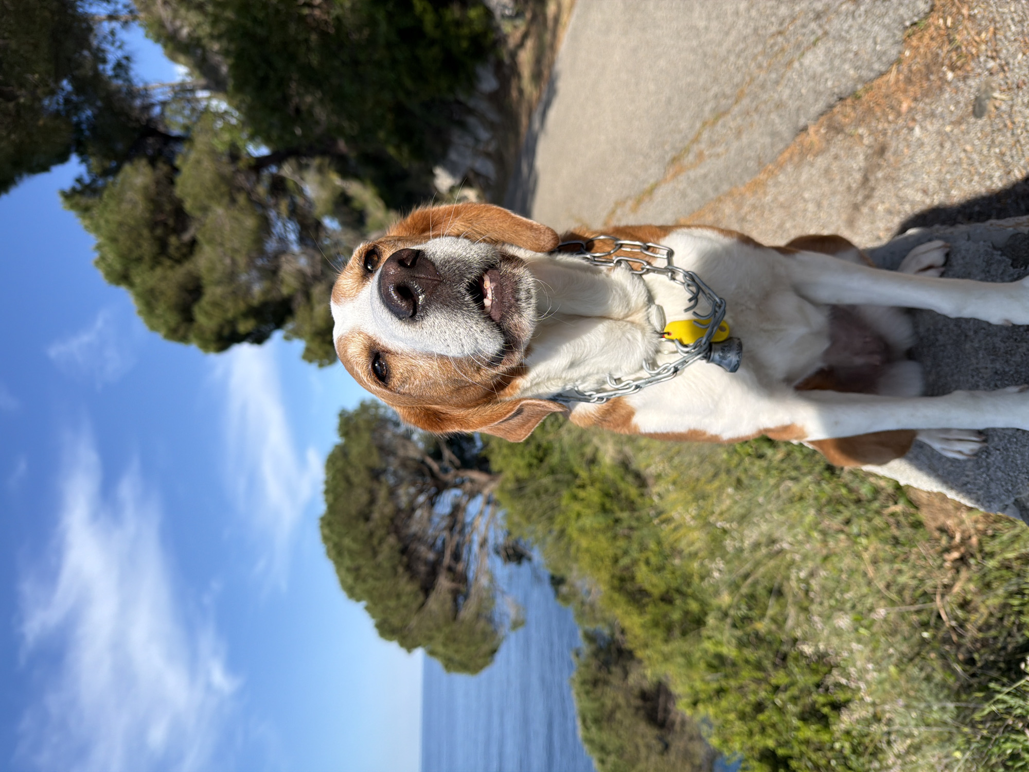 The image, rotated 90 degrees to the left, features a cheerful brown and white dog in Petrovac centar, Montenegro. The dog, resembling a Beagle or a hound mix, is centrally positioned, looking directly at the camera with an open mouth, revealing teeth, and an alert, friendly expression. It wears a silver chain collar with a small yellow tag. Its fur is short, and its ears are soft and floppy.
The bright daylight suggests a sunny day, with strong illumination highlighting the dog and its surroundings. The background features a clear blue sky with scattered wispy clouds. Below the sky, a lush landscape of dense green trees, characteristic of Mediterranean pine or cypress, stretches towards a calm, blue body of water, likely the Adriatic Sea. In the foreground, a paved path or road is visible alongside patches of dry grass and greenery. The scene portrays a relaxed outdoor moment, with the dog seemingly posing during a walk along a scenic coastal route.