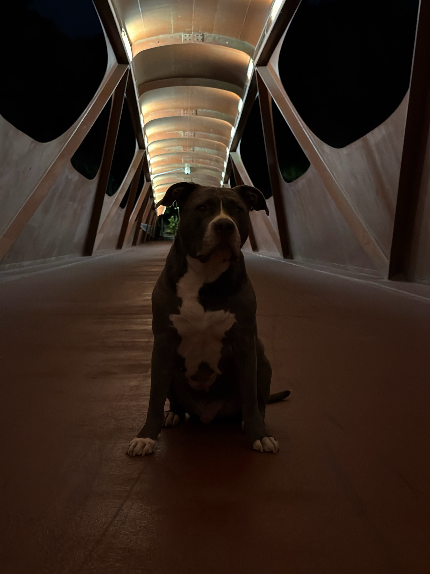 A medium-sized, gray and white pit bull-type dog sits on a wooden pedestrian bridge at night. The dog is facing forward, with its head slightly tilted to the left and its ears perked. The bridge has a curved, illuminated ceiling made of many rounded sections, and wooden beams that slant upwards from the sides of the bridge to support the ceiling. The bridge is outdoors, and the surrounding area is dark, with glimpses of trees visible beyond the edge of the bridge. The bridge appears to be located in an urban or suburban setting, possibly a park or a pathway connecting different areas of Esch-sur-Alzette, Luxembourg. The lighting suggests it is nighttime, and the atmosphere is calm and quiet.