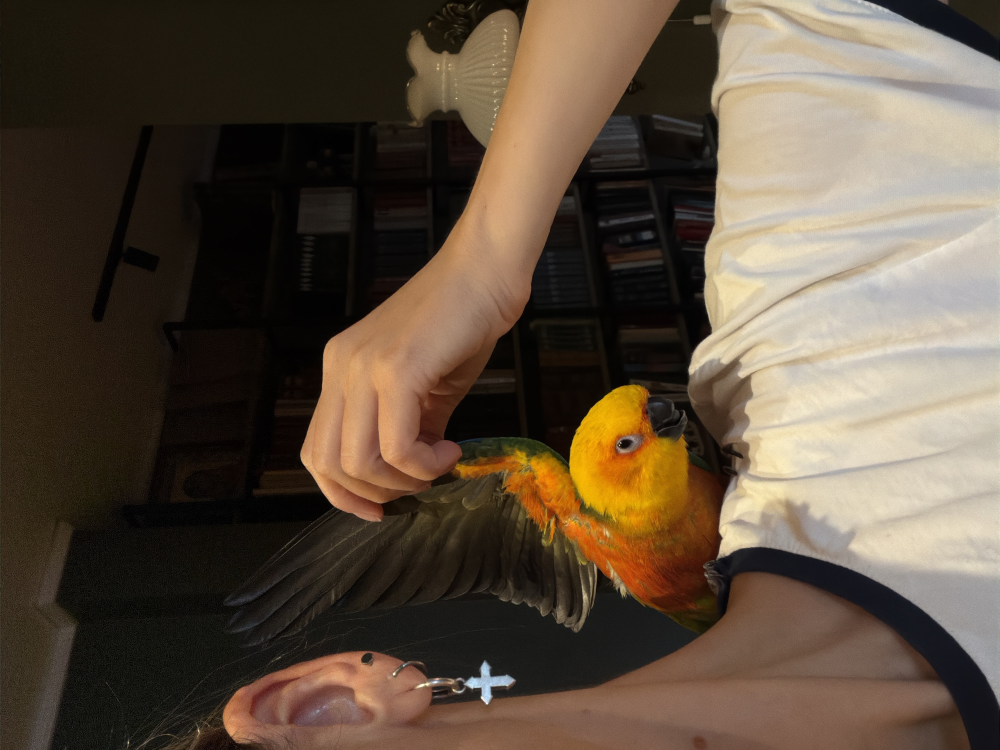 A close-up, shoulder-up shot shows a sun conure parrot perched on the shoulder of a person. The parrot's head is turned to the right, revealing its bright yellow and orange plumage. Its beak is black. The person's right hand is visible, gently holding the parrot's wing. The person is wearing a white t-shirt with a navy blue trim. A silver cross earring is visible on the person's left earlobe. The background is dimly lit, with a bookshelf filled with books and a white lampshade on the right side. The scene appears to be indoors. The location is not specified in the provided image or any metadata.