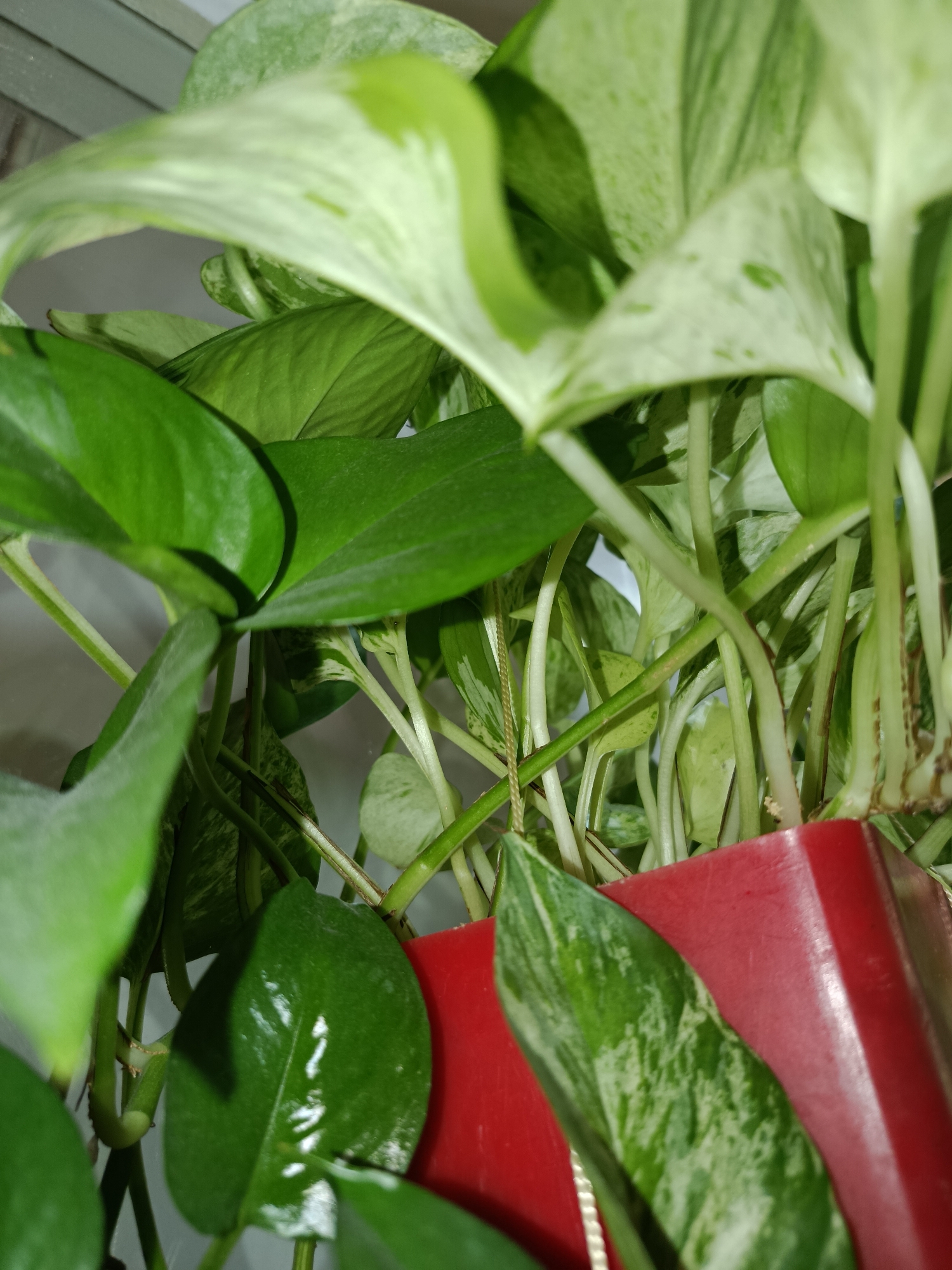 The image is a close-up shot of a potted plant, likely a pothos, with vibrant green leaves, some with variegation. The plant is in a red planter, the texture of which is slightly matte. The background appears to be a wall with horizontal lines. The lighting suggests an indoor environment, possibly a home or office. There are no people or animals visible in the image. The scene is static and does not depict any action. Given the prompt's request for location in Tashkent, Uzbekistan, it is important to note that there are no visual cues in the image itself to confirm this specific location. The details are purely based on the visual elements present.