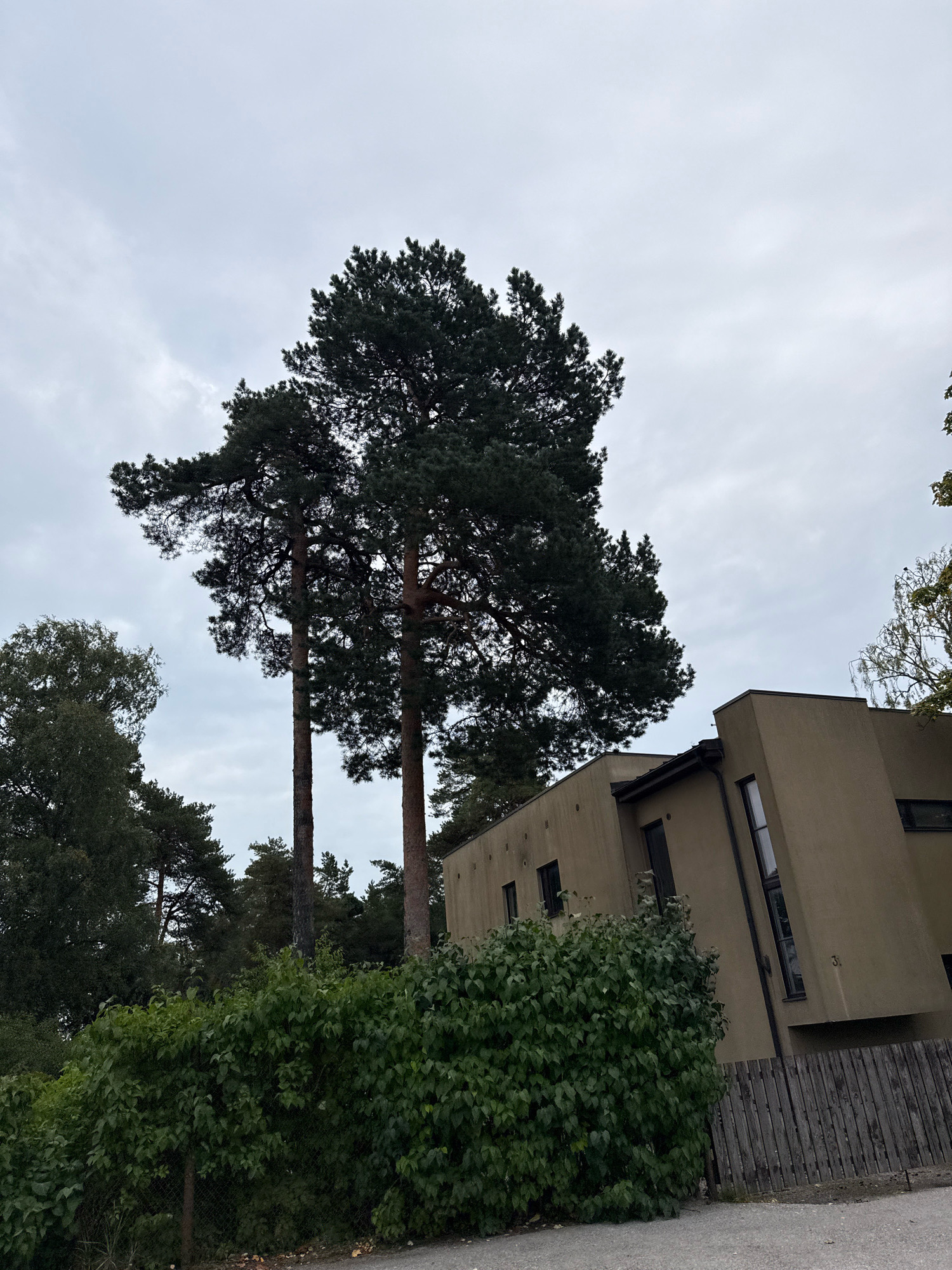 An outdoor, eye-level, wide shot captures a modern, angular, beige building with dark-framed windows, situated amongst a backdrop of tall, dark green pine trees under a cloudy, grey sky. A dense, vibrant green hedge runs along the foreground, partially obscuring a weathered, grey wooden fence that separates the property. The building's architecture is characterized by sharp lines and a unique, leaning facade. The environment appears to be a residential area, with the natural elements of trees and vegetation contrasting with the contemporary design of the structure. The scene is devoid of any human presence or activity.