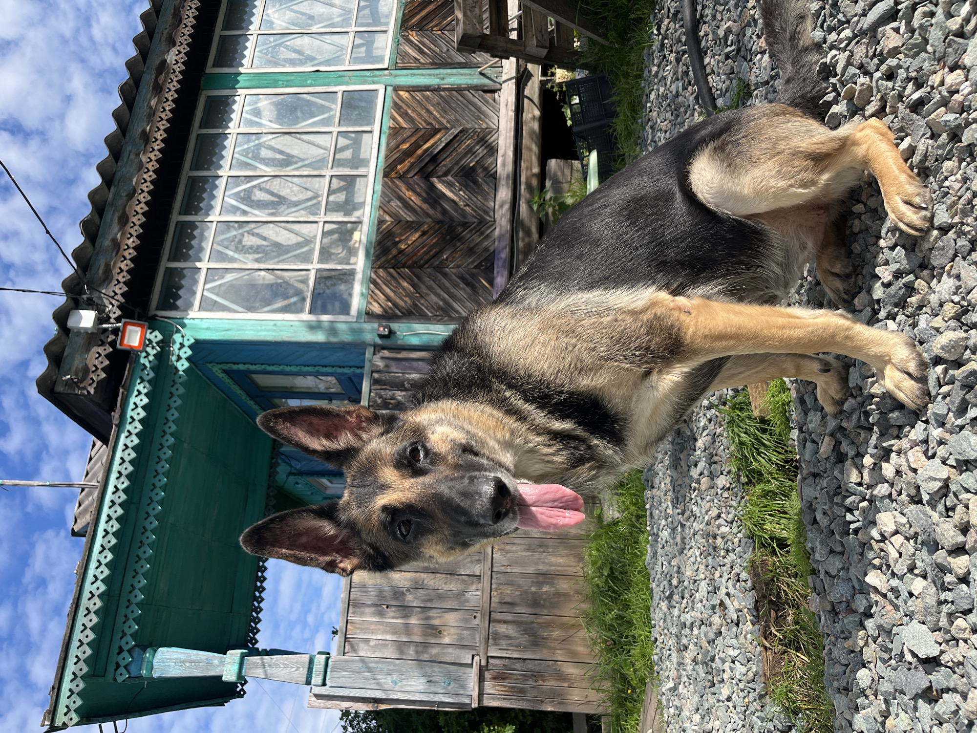 A medium shot captures a German Shepherd dog sitting on a gravelly surface in front of a weathered wooden and turquoise building in Nizhny Tagil, Russia. The dog, with its tongue lolling out, faces the camera with a calm expression. The building features an ornate turquoise wooden porch with decorative trim and large windows with diamond-shaped panes. The surrounding area is overgrown with grass and features wooden fencing and some miscellaneous objects. The sky above is blue with scattered white clouds.