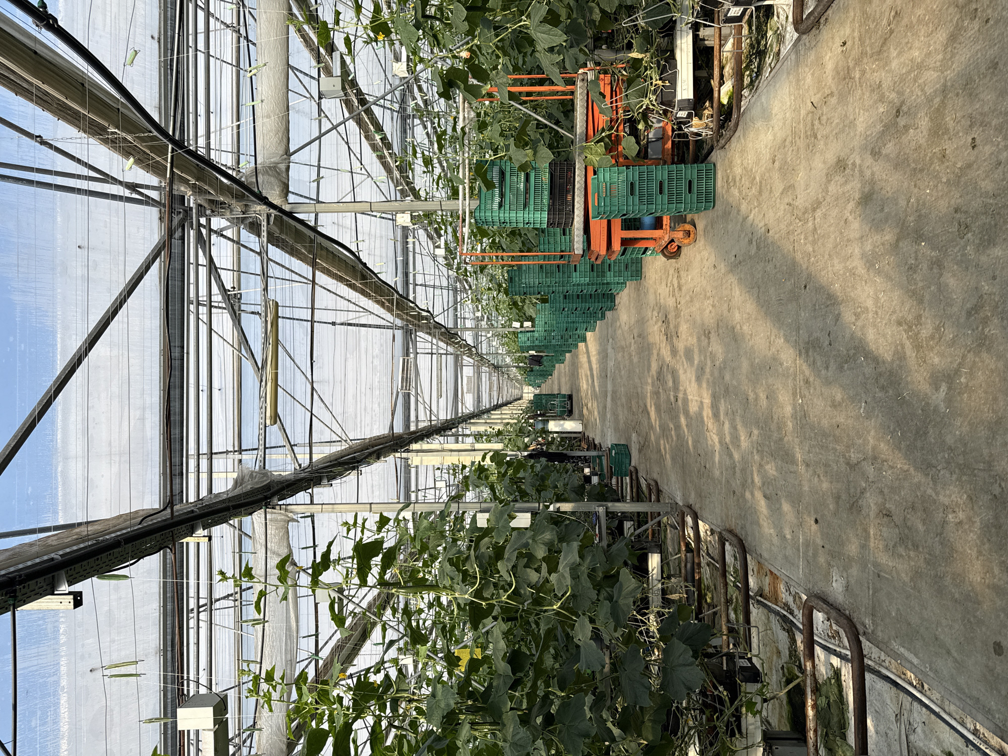 This media file presents the interior of a large commercial greenhouse, likely used for cultivating vining vegetables such as cucumbers, located in Stara Zagora, Bulgaria. The image is captured in bright daylight, with sunlight casting distinct shadows across the concrete pathway that extends centrally through the length of the structure.
On both sides of the path, rows of vibrant green plants grow vertically, supported by an intricate system of wires and metal trellises. These plants feature broad leaves and small yellow flowers, with developing fruits occasionally visible hanging from the vines. The greenhouse structure itself consists of a sturdy metal framework holding transparent panels, allowing ample natural light to flood the interior. Overhead, a network of utility lines, including what appear to be irrigation pipes and support wires, is visible.
Along the right side of the concrete path, numerous green plastic crates are neatly stacked on orange, wheeled carts or trolleys, suggesting ongoing harvesting or preparation for transport of produce. In the far distance, a solitary figure is faintly visible among the plants, bent over, indicating active work within the greenhouse. The scene conveys a sense of organized agricultural activity in a controlled environment. No discernible text is visible within the image.