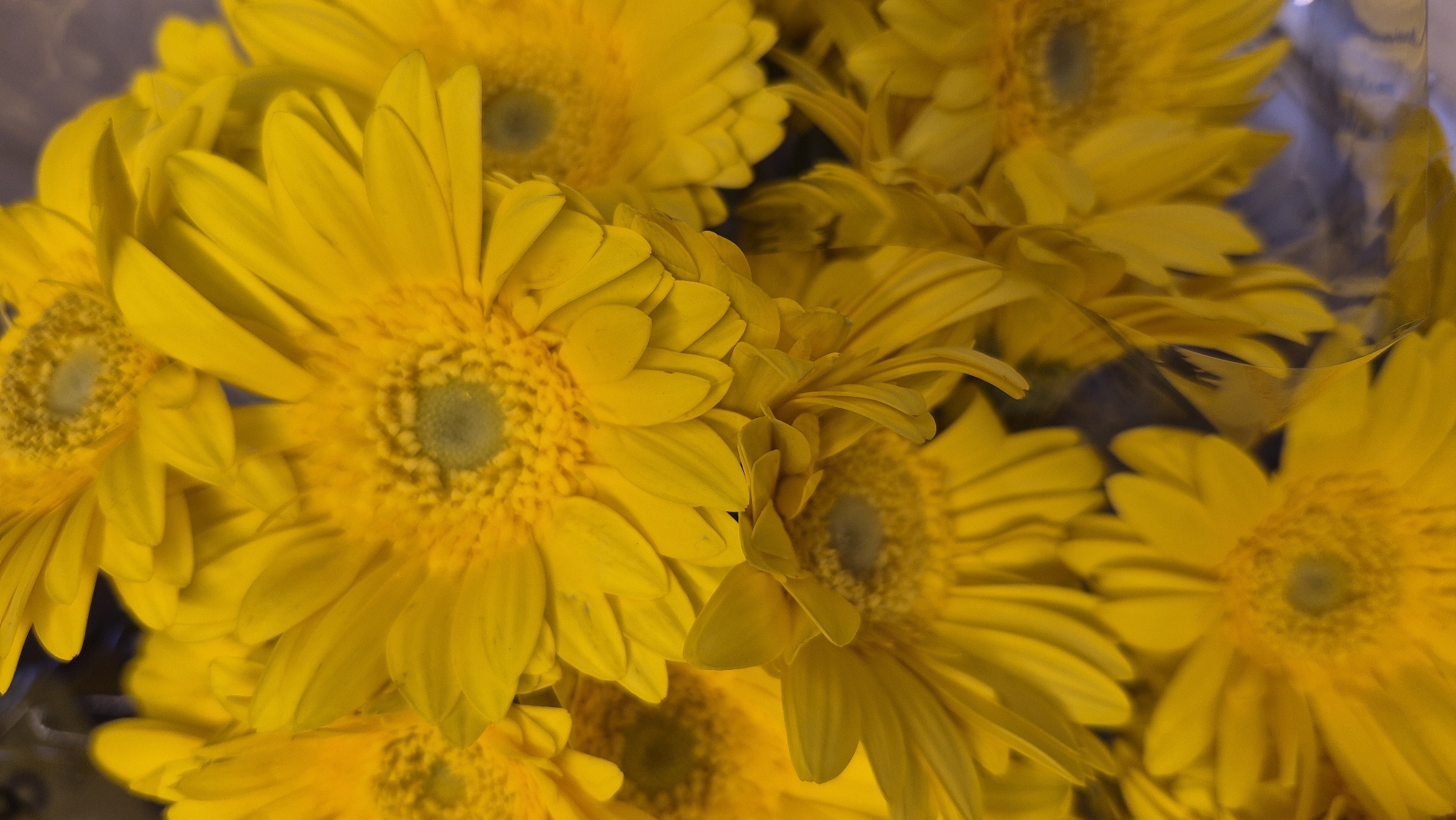 The image is a close-up, overhead shot of a bouquet of bright yellow Gerbera daisies. The flowers are densely packed, with some petals overlapping and obscuring the centers of others. The focus is sharp on the front-most flowers, with the background becoming progressively blurred. There are no people, actions, interactions, or environmental details visible in the image. The scene is purely floral, with a shallow depth of field. No location in Daugavpils, Latvia is discernible from the image.