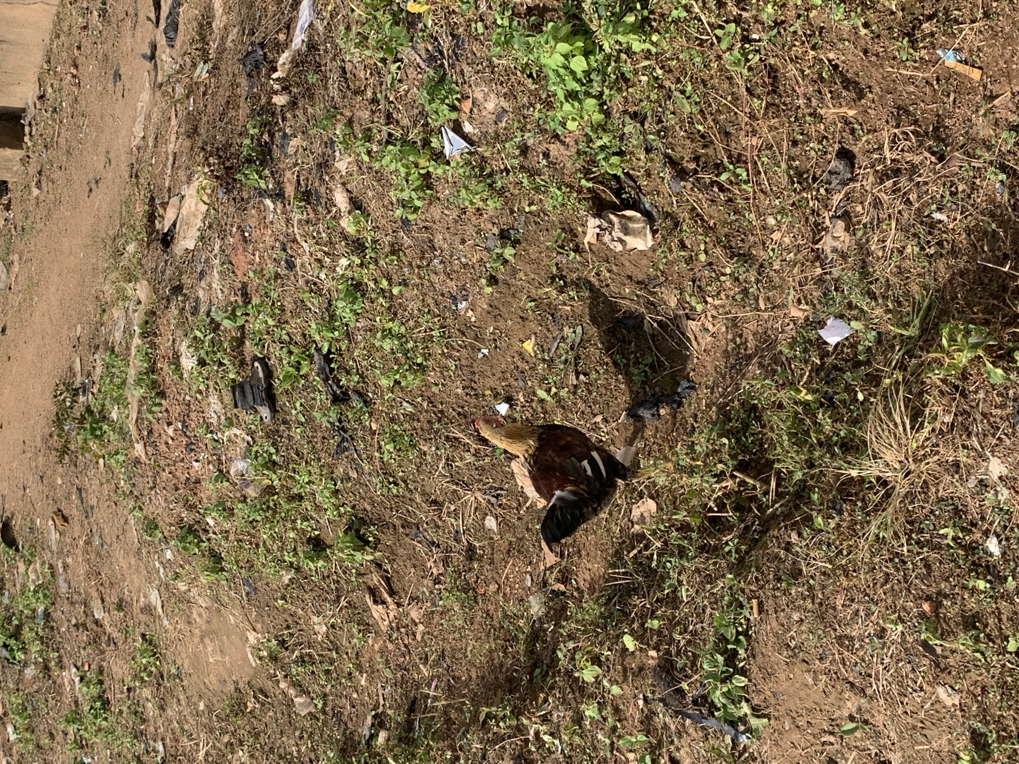 An adult chicken, predominantly brown and black with some white markings, stands in a patch of dry dirt and sparse green vegetation, facing right. The chicken is casting a shadow to its left. The ground is uneven, with scattered debris including pieces of white paper, black plastic, and brown crumpled paper, indicative of a neglected or littered area. The background is a slope of similar terrain, also showing signs of dryness and vegetation growth. There are no people visible in the image.