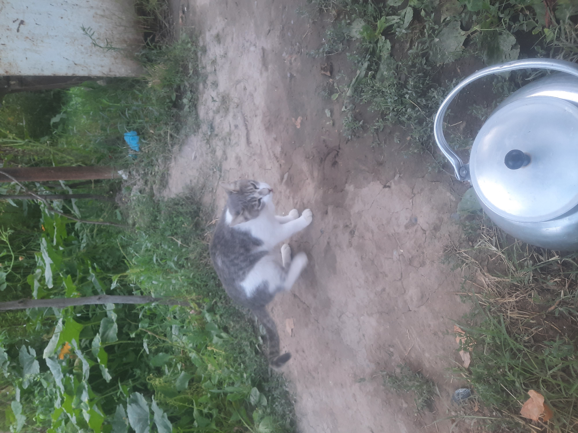 The image depicts an outdoor scene in Vosēābād, Tajikistan, with a tabby and white cat in the mid-ground. The cat is captured mid-motion, appearing to be either crouching or preparing to pounce, with its body lowered and its tail raised. It has grey and white fur. The environment is characterized by dry, dusty ground with patches of green grass and vegetation. In the background, large green leaves, possibly from pumpkin or squash plants, are visible, along with some wooden posts and a white structure that could be part of a building. In the foreground, the top of a silver metal teapot with a black handle is present. The lighting suggests it is daytime, with natural light illuminating the scene.