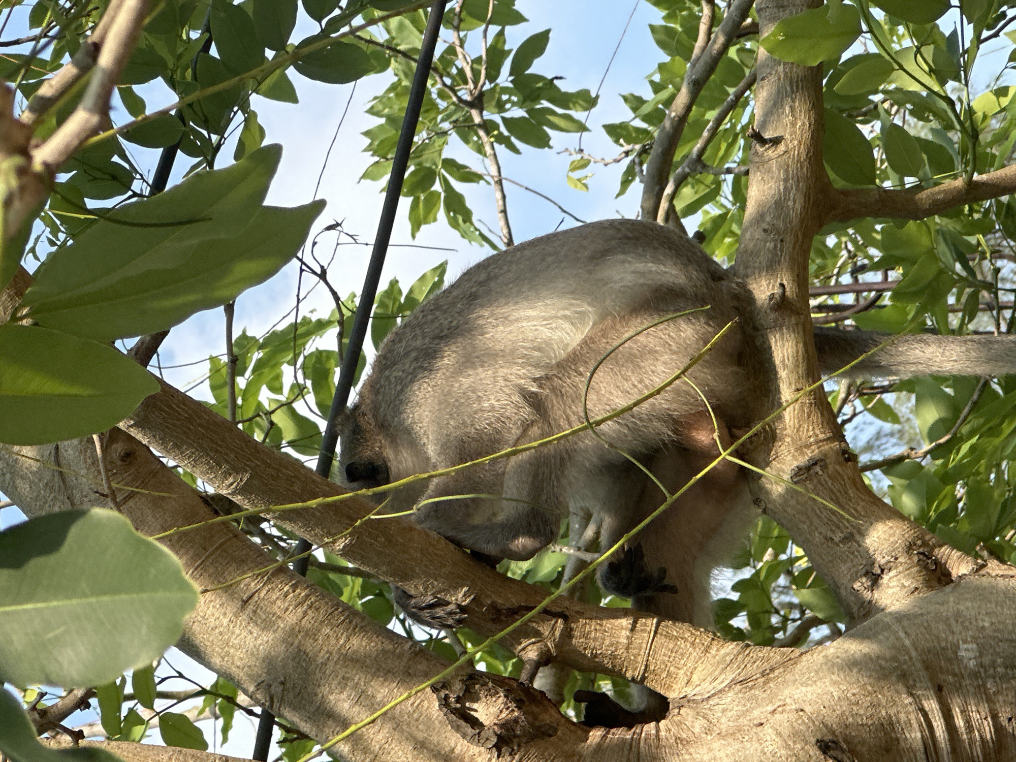 A monkey is perched in a tree in Na Yai Am, Thailand. The monkey is facing away from the viewer. The monkey's fur is light brown in color. The tree has thick branches. There are green leaves on the branches of the tree. The sky is visible in the background.