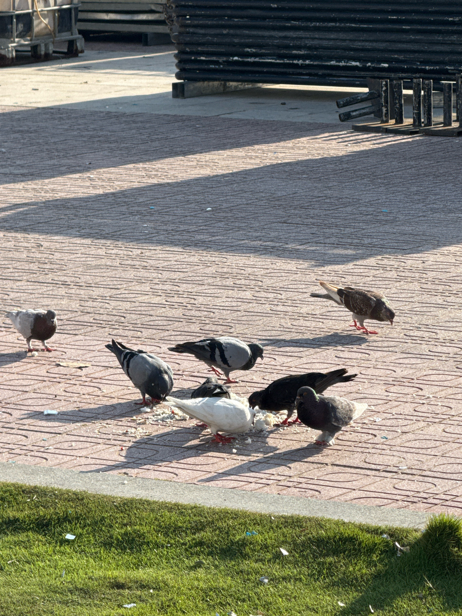 In Nha Trang, Vietnam, several pigeons are gathered on a patterned paved surface, pecking at scattered food scraps. The scene is illuminated by sunlight, casting long shadows across the ground. In the background, stacked metal structures and part of a large industrial container are visible, suggesting an outdoor urban or industrial area. The foreground features a strip of green grass.