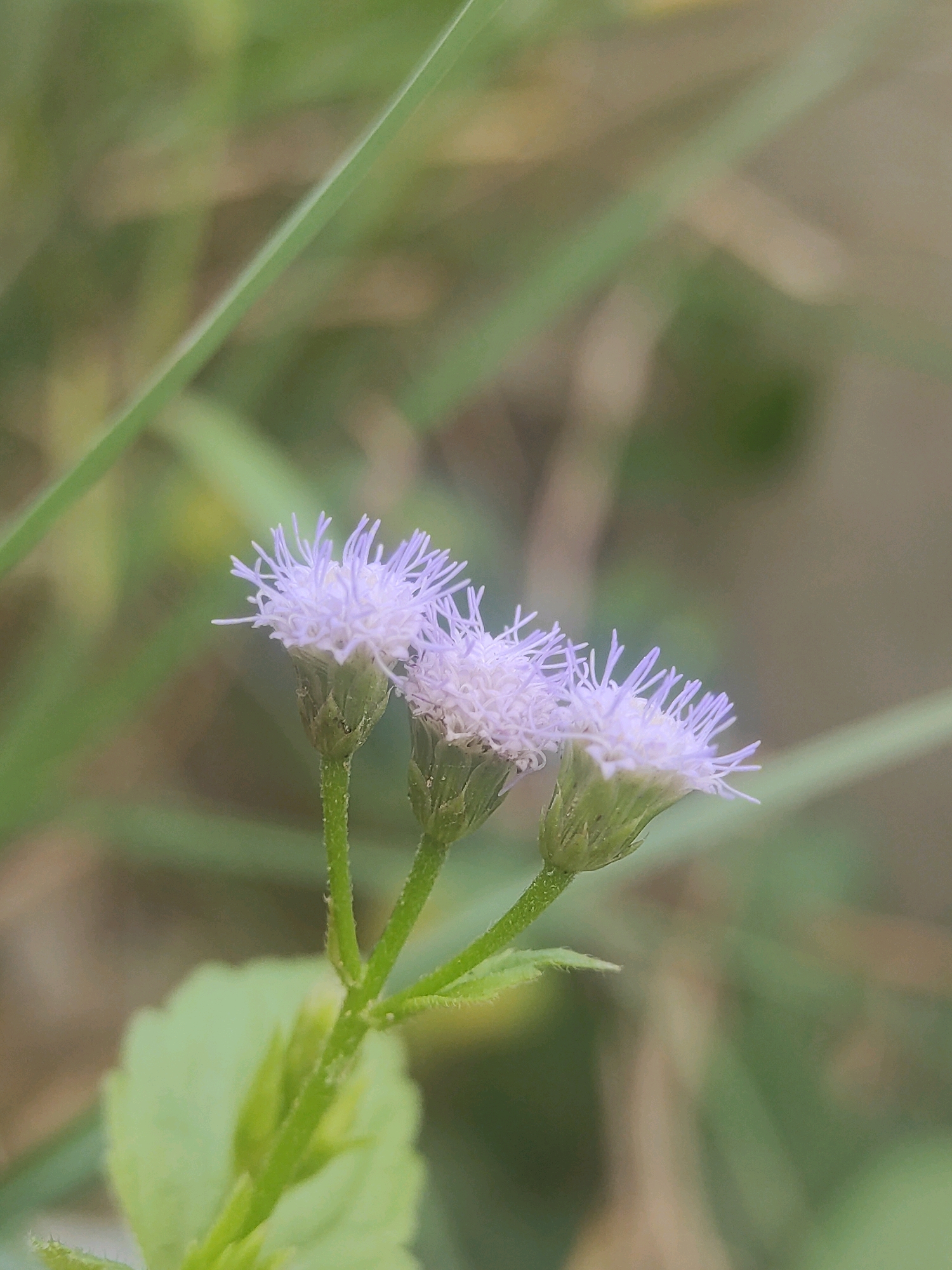 A close-up, eye-level shot shows three light purple flowers with delicate, fuzzy petals against a blurred green and brown background. The flowers are clustered together on thin green stems, with one prominent leaf visible in the lower left corner. The overall lighting suggests an outdoor setting. The location is Lhokseumawe, Indonesia.