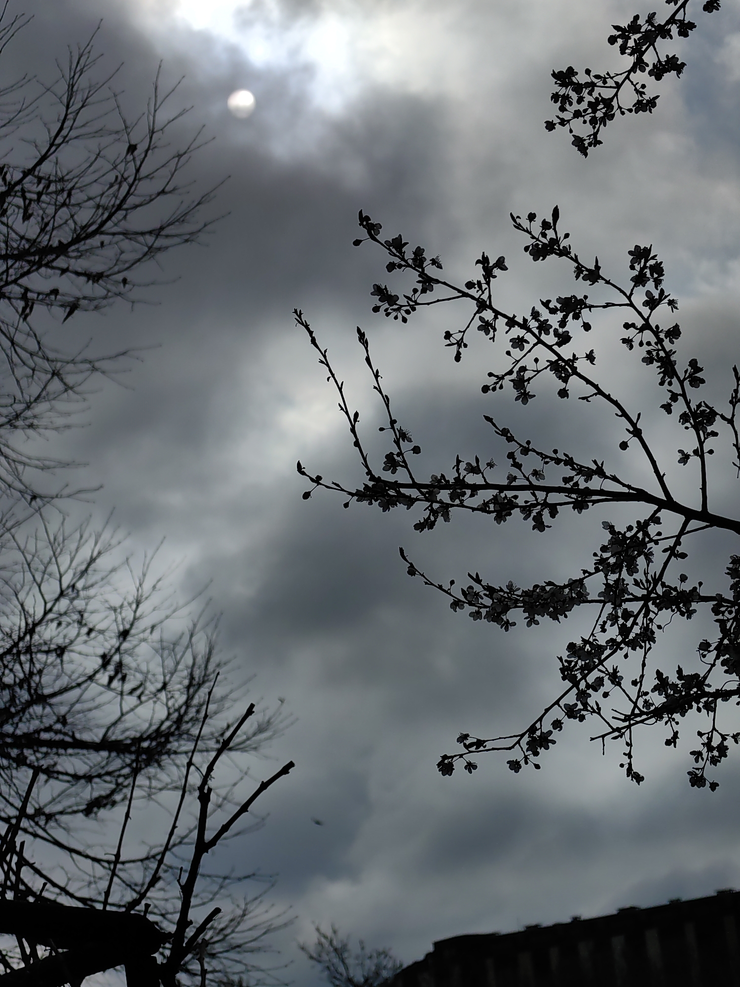 The image shows a cloudy sky with a bright sun obscured by the clouds. Silhouetted tree branches are visible, some with blossoms. The silhouettes of rooftops are visible at the bottom of the frame. The location is Sofia, Bulgaria.