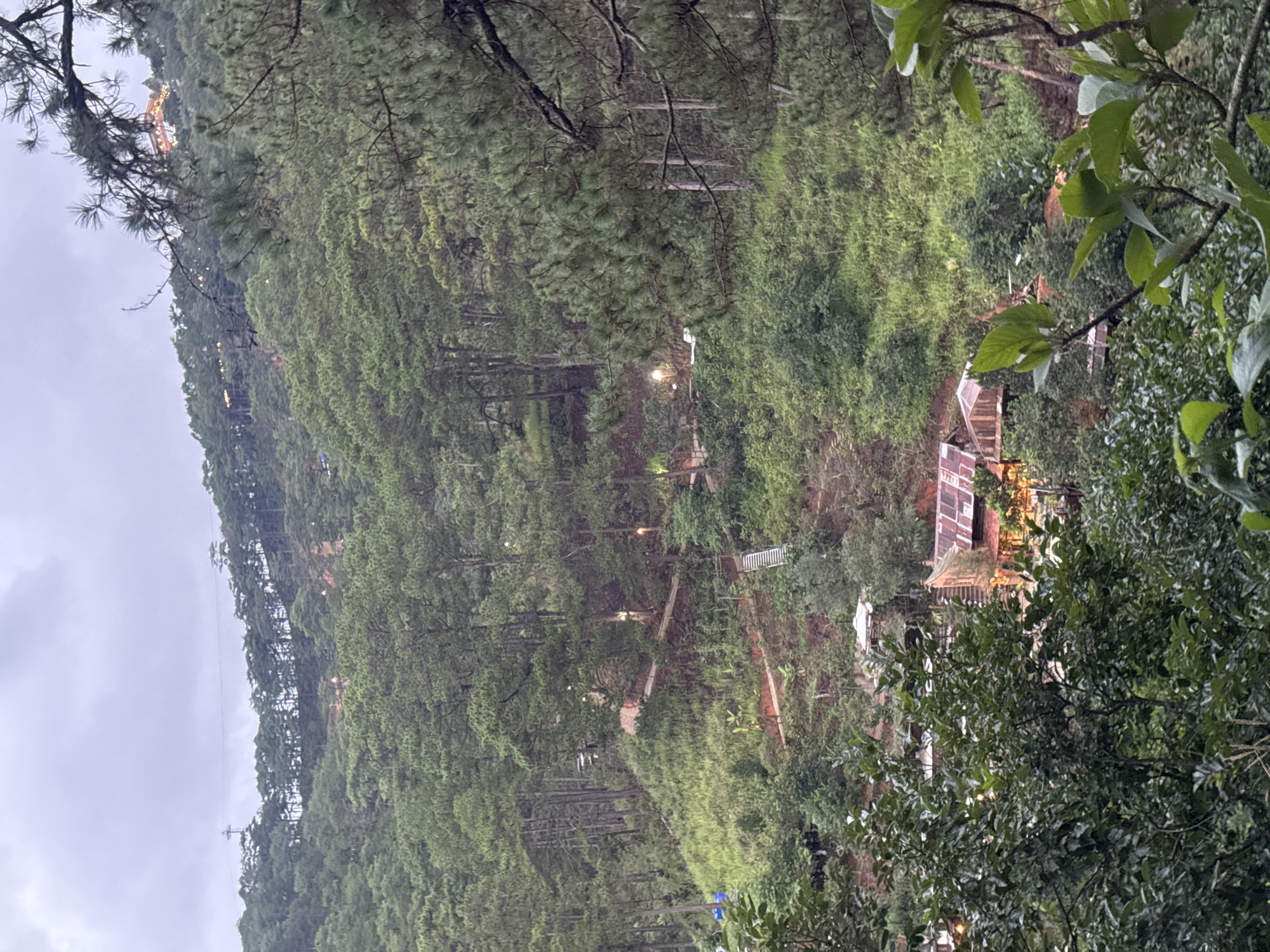 The image depicts a hillside in Da Lat, Vietnam, covered in pine trees. Structures with corrugated metal roofs are visible amidst the foliage. A row of streetlights illuminates the winding path. The weather appears overcast, and lush greenery dominates the scene. A powerline stretches across the sky and trees.