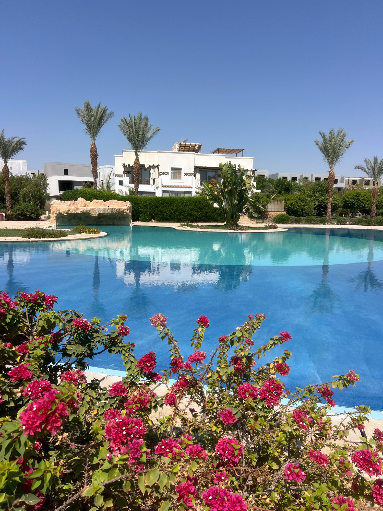 A bright, sunny day highlights a resort pool area in Sharm El Sheikh, Egypt. The foreground is dominated by a vibrant cluster of fuchsia bougainvillea flowers, with their delicate petals and green leaves casting shadows. Beyond the flowers, a large, blue swimming pool reflects the clear sky. The pool has a distinct section with a lighter blue hue, suggesting a shallower area or a change in tiling.
In the middle ground, a decorative rock formation with a cascading water feature sits at the edge of the pool. Surrounding the pool are well-maintained green hedges. Behind the hedges, modern white buildings with flat roofs and geometric architectural details are visible, characteristic of resort architecture in the region. Several tall palm trees punctuate the landscape, their fronds fanned out against the bright blue sky. The background shows more resort buildings and lush greenery under a cloudless sky. No people are present in the scene. The overall impression is one of a serene and well-kept resort environment.