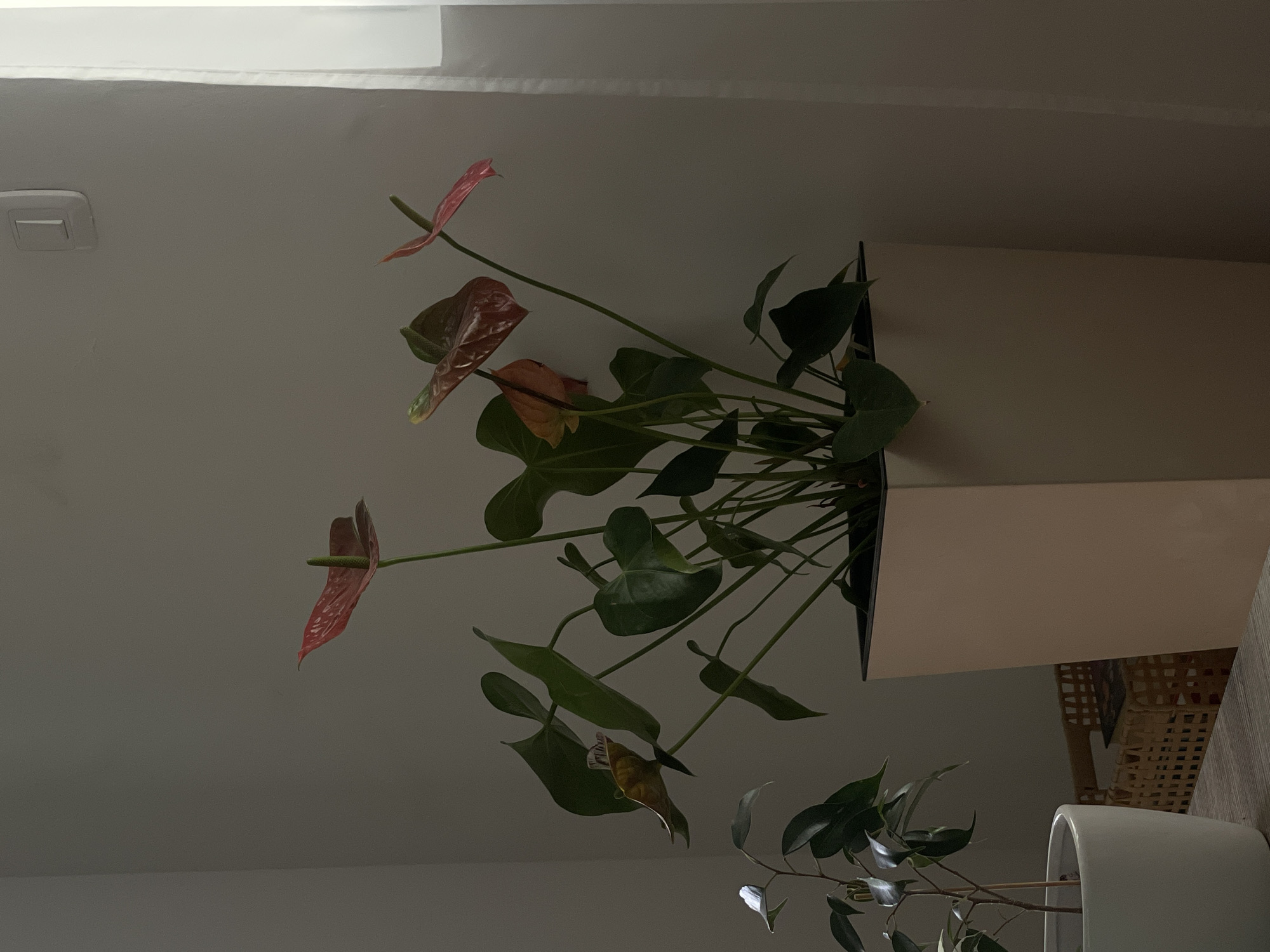 The image depicts two potted plants indoors. The primary plant, an Anthurium with red spathes and green leaves, is in a light-colored, rectangular pot. A second plant with smaller, darker green leaves is in a white pot and positioned below the Anthurium. The setting appears to be a domestic interior, likely in Rafailovići, Montenegro, given the prompt's request. The wall is off-white. A light switch is visible in the upper left of the frame. A woven basket is partially visible behind the Anthurium's pot.