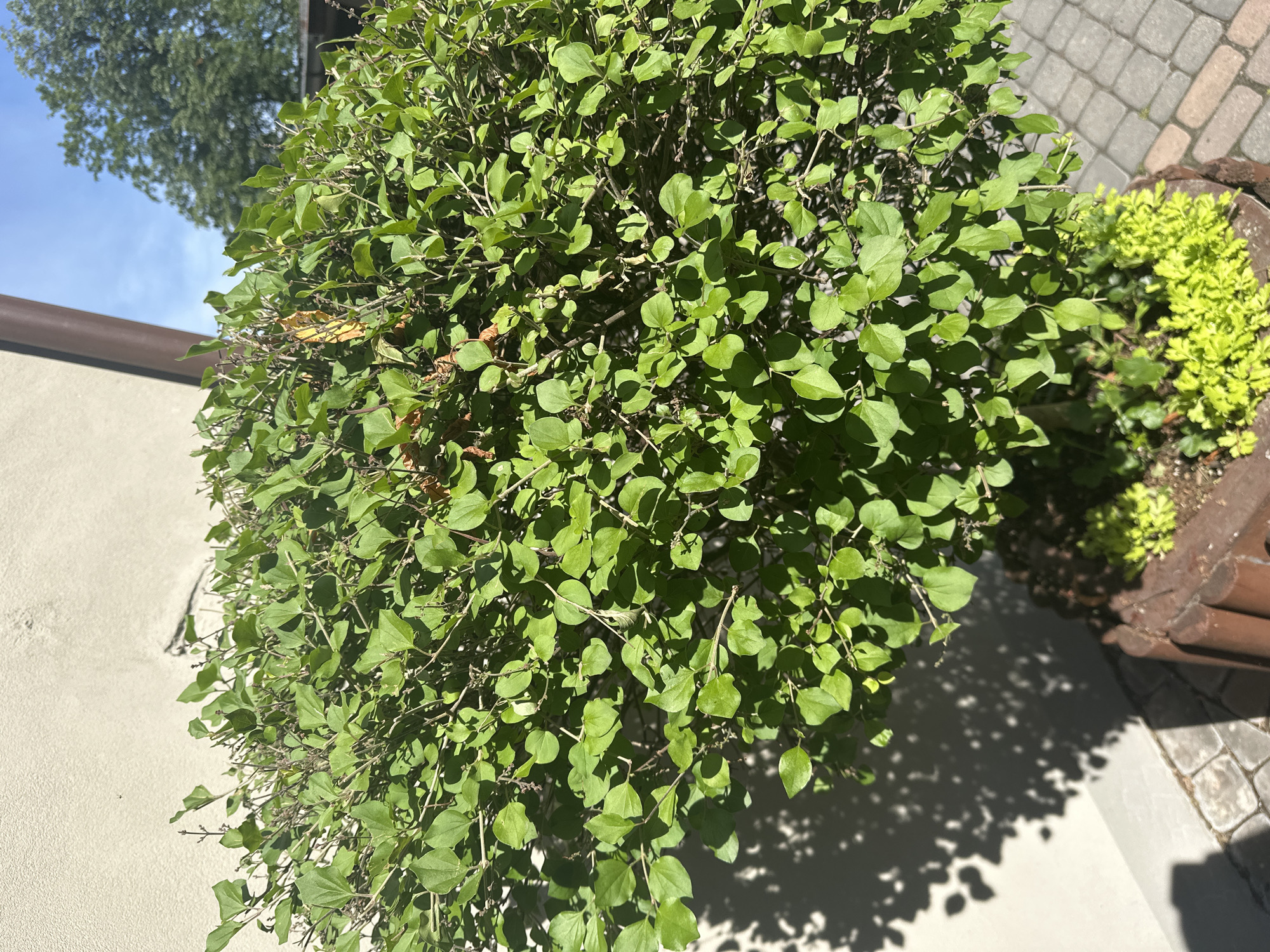 This image depicts an outdoor scene bathed in sunlight. The primary subject is a lush, green, potted shrub, meticulously trimmed into a rounded shape. The shrub is filled with small, oval-shaped leaves and numerous thin, brown branches. A few dry, yellowed leaves are interspersed among the green foliage, suggesting the changing seasons.
The shrub sits in a reddish-brown, wooden planter that shows signs of weathering and age. At the base of the shrub, within the planter, a smaller, bright green plant with delicate foliage is visible. The planter is positioned on a paved walkway composed of light gray and tan rectangular stones.
To the left of the shrub, a textured, off-white wall is present. The sunlight casts a distinct shadow of the shrub and its leaves onto this wall, creating an intricate pattern of light and shade. A dark brown downspout is visible running vertically along the right side of the wall, partially obscured by the shrub.
In the background, a portion of a mature green tree with dense foliage can be seen against a clear blue sky. The presence of a downspout and the architectural style of the wall suggest a residential or commercial building. The paved walkway and the careful landscaping indicate a maintained outdoor area.
While the specific location in Łódź, Poland, cannot be definitively determined from the image alone, the scene is characteristic of an urban or suburban garden or courtyard setting in a temperate climate. The overall impression is one of a well-kept outdoor space on a bright, sunny day.