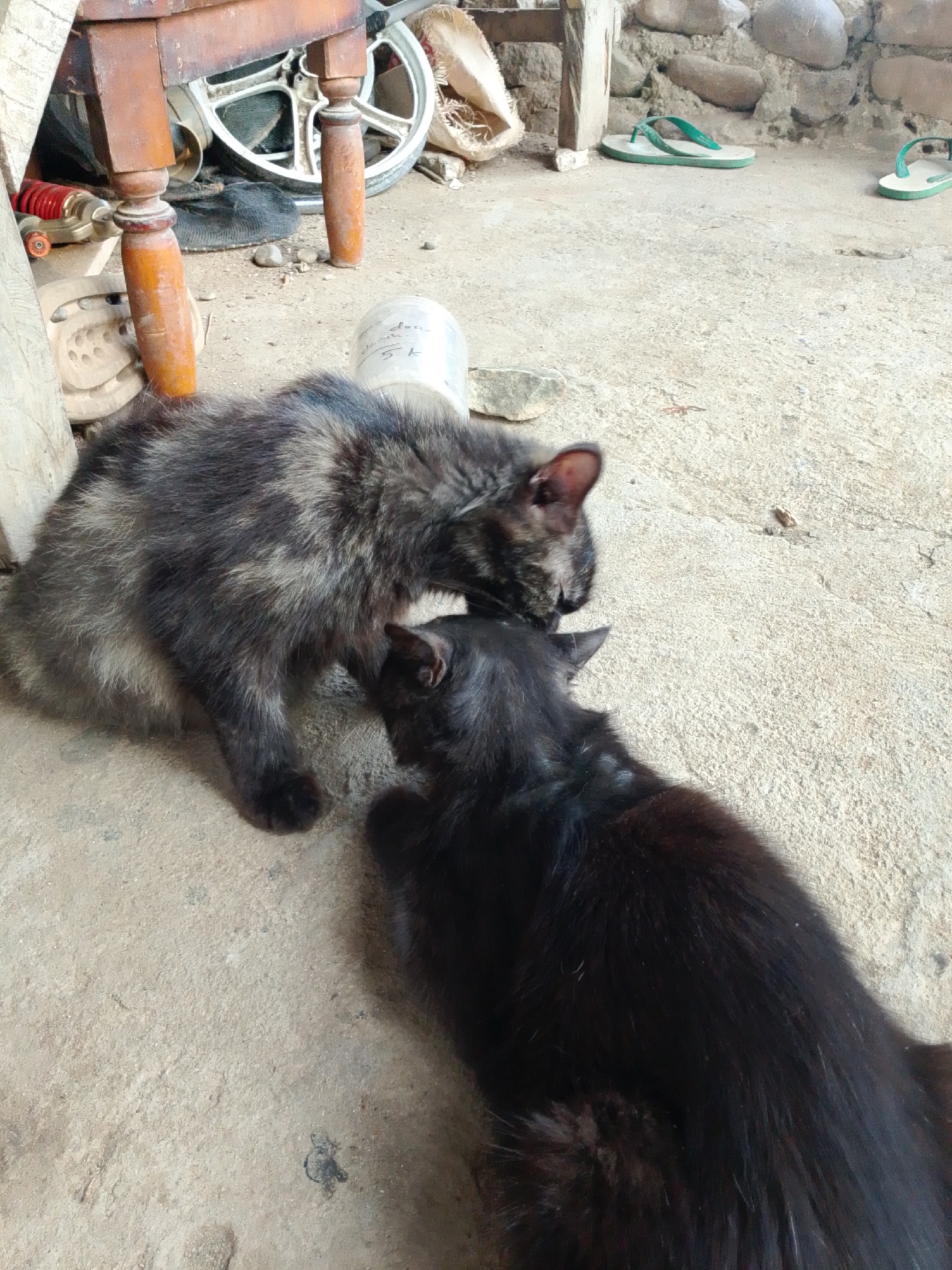 Two cats are interacting on a dirt floor. One cat is a mottled black and tan color and the other is solid black. They are positioned close to each other, with the black cat appearing to be grooming or nuzzling the other cat. In the background, there is a wooden table with carved legs, a white plastic container with writing on it, and a pair of green flip-flops. The environment appears to be outdoors, possibly in a yard or an unpaved area. The scene is lit by natural light.