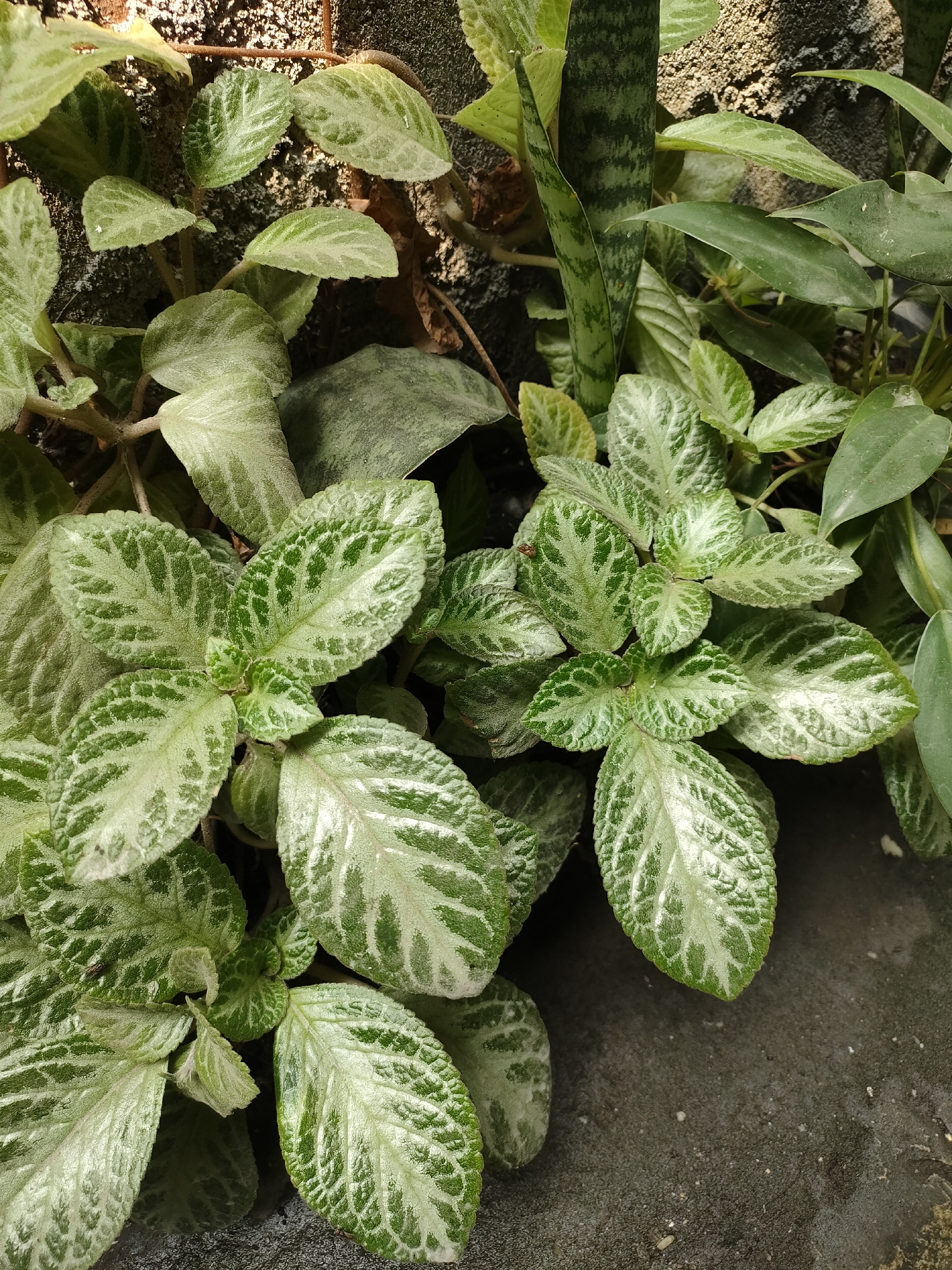 The image captures a close-up view of several plants, predominantly featuring a plant with textured, ovate leaves marked with a distinctive pattern of silver and green. The leaves are arranged in clusters, with some appearing slightly velvety. Interspersed among these are broader, darker green leaves. A vertical, striped green leaf, characteristic of a snake plant, is also visible. The plants are growing against a textured, greyish-brown wall, which appears to be made of rough stone or concrete. The ground beneath the plants is a dark, textured surface, possibly concrete or a similar material. The lighting suggests an outdoor setting, with sunlight casting shadows and highlighting the textures of the plants and wall. This scene could be found in a garden, along a wall, or within a planter in an urban or suburban environment. Without additional context or explicit markers, pinpointing an exact location within Banguntapan, Indonesia, is not possible from the image alone.