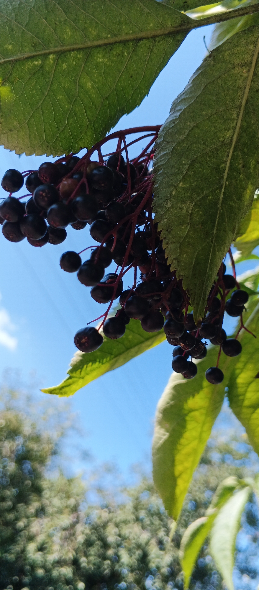 A low-angle close-up shot captures a cluster of ripe elderberries hanging from their stems, set against a bright blue sky. Two large, green leaves frame the berries, one positioned above and to the left, the other partially visible at the bottom right. The leaves are textured with visible veins and have serrated edges. The elderberries themselves are dark purple-black and appear to be small and round, clustered tightly on thin red stems. In the background, out-of-focus green foliage suggests trees or bushes. The overall scene is natural and outdoors, likely in a garden or park setting within Smila, Ukraine. No people or animals are present.