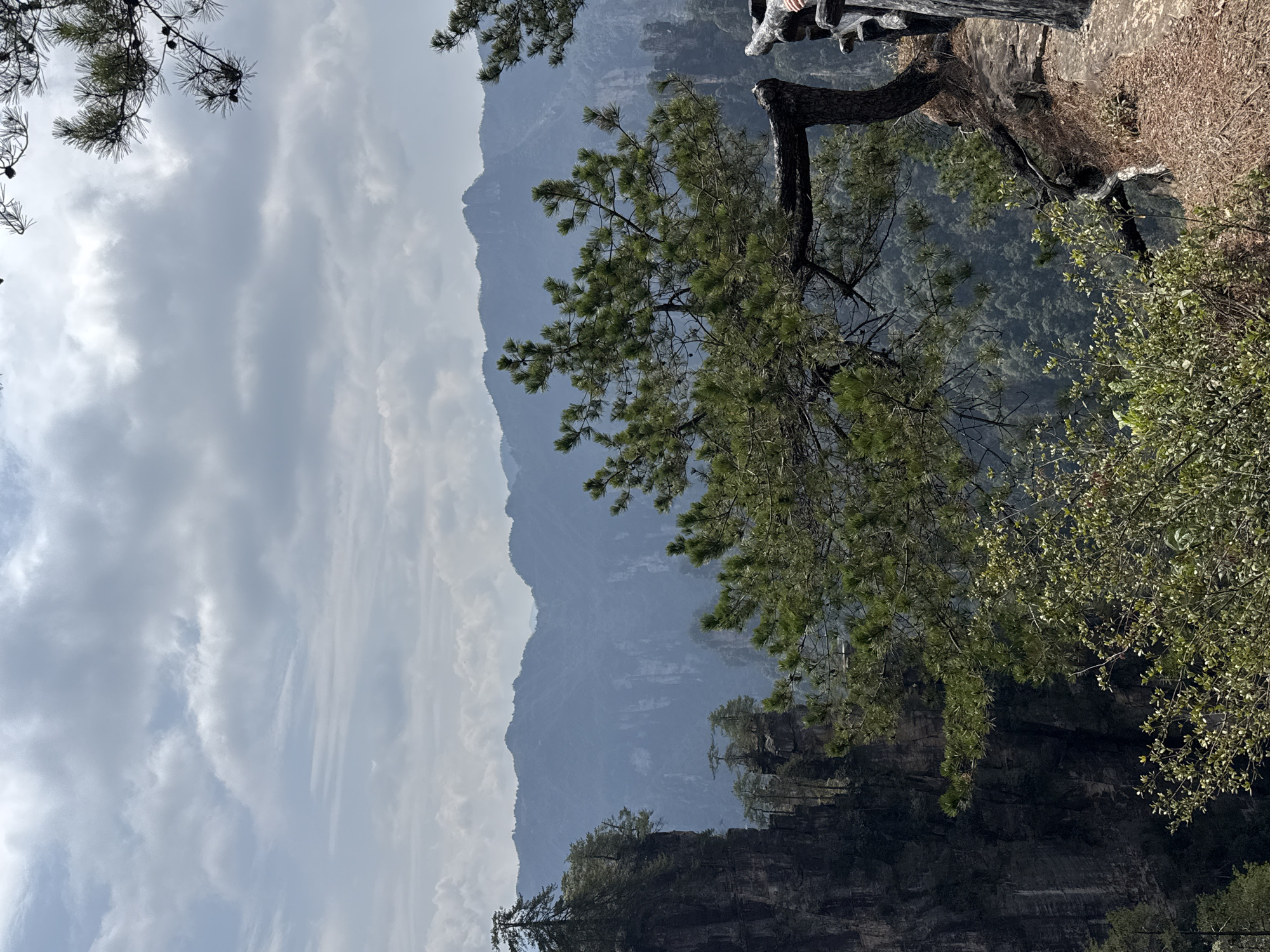 The image displays a panoramic landscape within the Wulingyuan scenic area of China, specifically characteristic of the Zhangjiajie National Forest Park. The scene is observed from a high vantage point, looking out over a series of mountainous formations under an overcast sky.
The upper third of the frame is filled with a sky heavily populated by grey and white clouds, indicating diffused lighting. In the foreground on the right, a weathered, dark brown wooden railing is visible along the edge of a narrow dirt path or ledge. Adjacent to this railing, a substantial pine tree with dark green needles and visible cones grows, its trunk exhibiting a sharp curve along the cliff line. The ground beneath the tree and path is covered in reddish-brown pine needles and exposed soil. Smaller green bushes with light green foliage occupy the lower left foreground.
The midground is dominated by numerous distinctive, tall, slender rock formations, identified as quartz-sandstone pillars, rising dramatically from a densely forested valley. These dark grey pillars, some topped with evergreen trees, recede into a bluish atmospheric haze, which also covers the valley's deep green tree canopy. A sheer, dark grey rock face with sparse vegetation extends vertically on the far left.
The background consists of successive layers of undulating mountain ranges, appearing as muted bluish-grey silhouettes that extend horizontally across the horizon, further obscured by atmospheric conditions. No individuals, animals, or prominent man-made structures beyond the railing are present in the depicted environment.