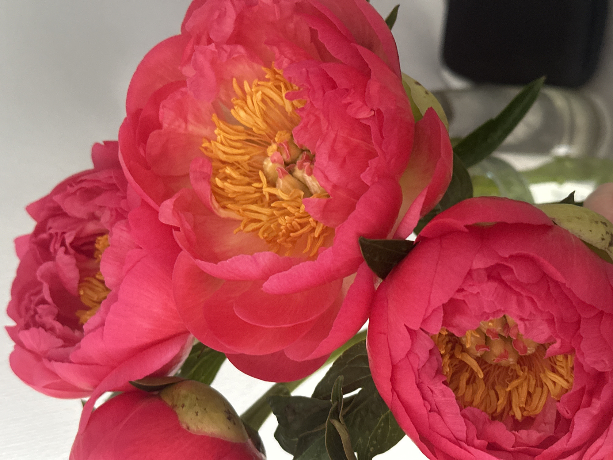 The image shows a close-up of three pink peonies with yellow stamens. The flowers are in different stages of bloom, with one fully open, one partially open, and one still a bud. Green leaves are visible behind the flowers. The background is a blurry white surface, possibly a table or shelf. A blurry object can be seen in the upper right part of the image. There are no people visible. The location is not identifiable.