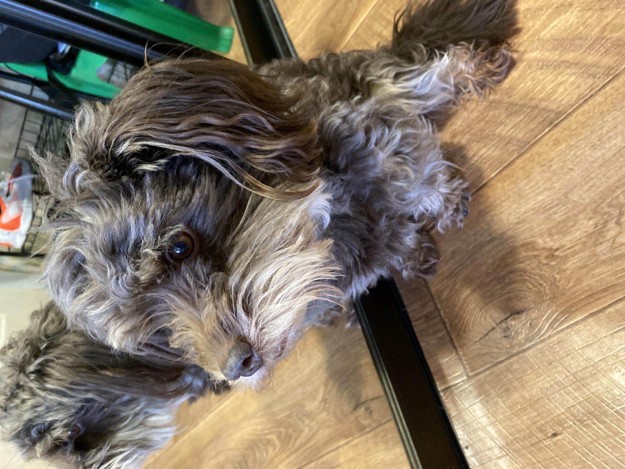 A close-up, high-angle shot depicts a small, long-haired dog lying on a light-colored, wood-look laminate floor. The dog's fur is a mix of grey and brown, with lighter grey around the muzzle and chest. The dog's dark eyes are visible, and it appears to be looking directly at the camera. A black, possibly metal, furniture leg runs diagonally through the frame. In the upper left corner, blurry shapes suggest a green object and possibly a shoe or other item. There is no indication of Chaikovsky, Russia.
