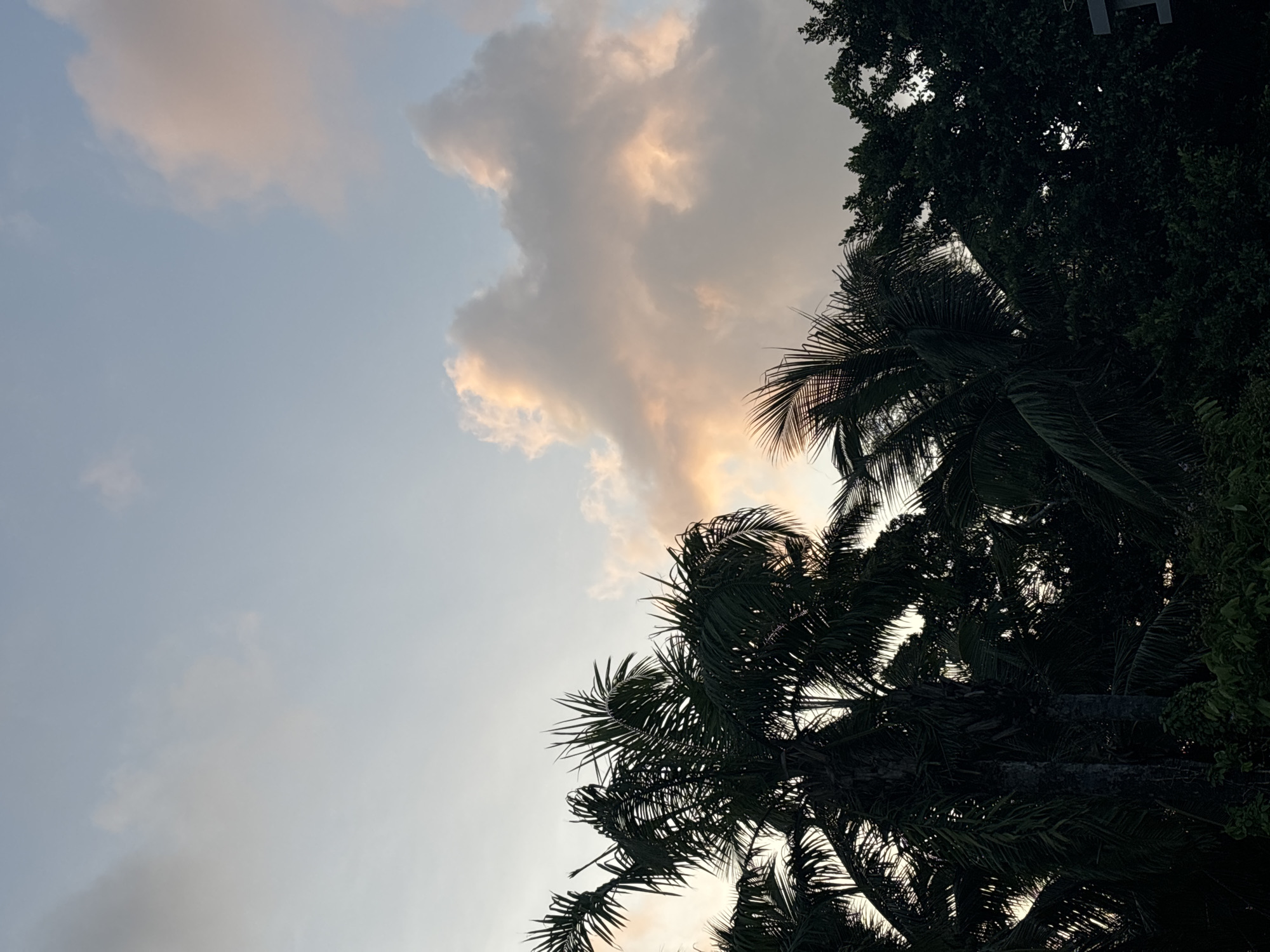 The image shows a silhouetted view of palm trees and other foliage against a sky with scattered clouds. The clouds are illuminated with warm tones of pink and orange, suggesting a sunset or sunrise. The sky is a pale blue, transitioning to a lighter hue near the horizon. The palm fronds are dark and detailed, indicating they are close to the viewer, while the other trees in the background are darker and less defined. The overall atmosphere is serene and tropical. There are no people or identifiable structures visible. The scene is outdoors, with the focus on the natural elements of trees and sky. The location is specified as Jiyang District, China.