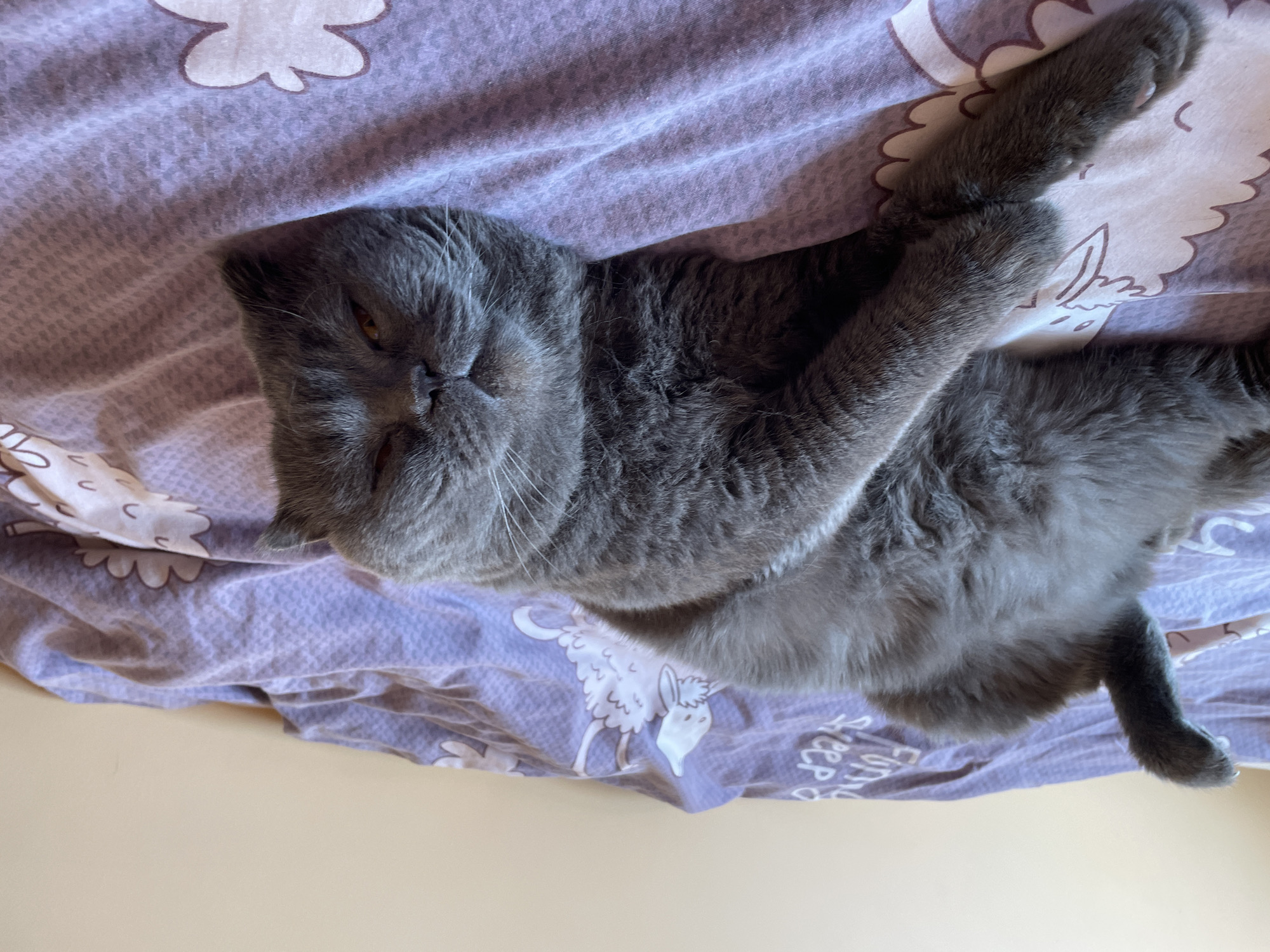 A gray cat is lying on a purple and white patterned bed sheet. The cat's head is tilted to the left. Its body is stretched out with its front paws crossed. The cat is indoors, possibly in a bedroom.