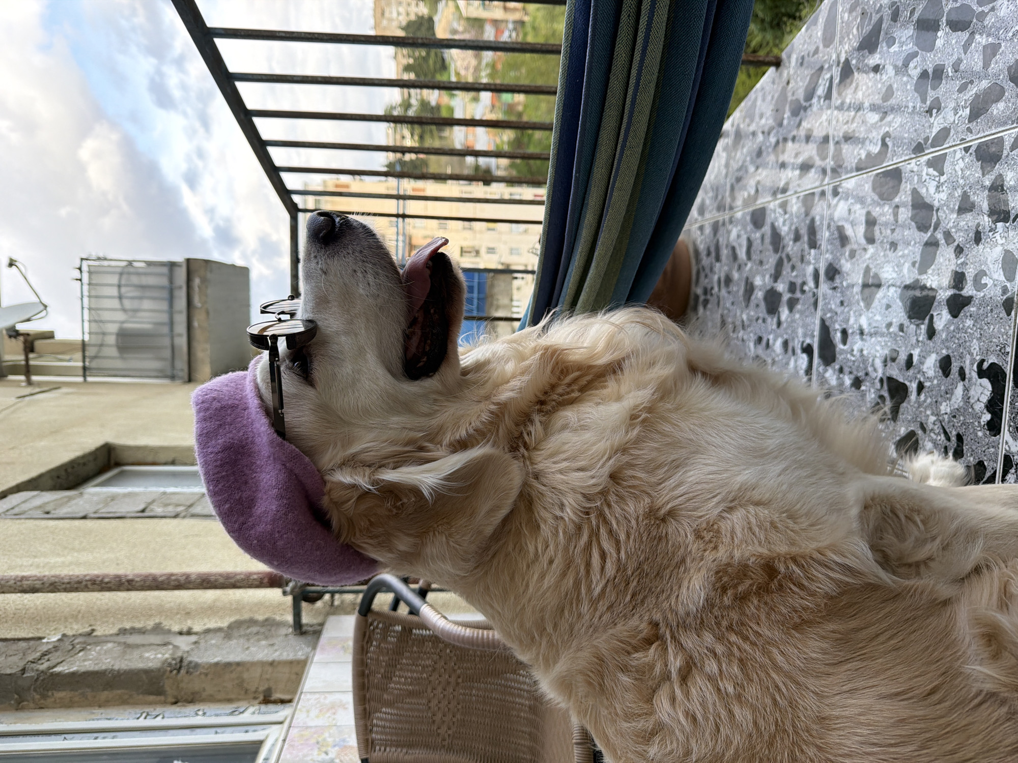 An overhead shot captures a light-colored dog, possibly a Golden Retriever, positioned on an outdoor balcony. The dog is viewed in profile, looking upwards and to the left, wearing a whimsical outfit: a fluffy purple beanie or hat pulled low over its head, and a pair of round-lensed glasses perched on its nose, pushed towards its eyes. Its tongue is slightly visible. The dog's fur is a warm, light golden hue.
In the immediate foreground, a dark metal balcony railing with horizontal bars is prominent. To the dog's right, a striped blue and green fabric, likely a part of a hammock or an awning, hangs vertically. The balcony surface features a gray and black speckled tile pattern. A woven chair is partially visible near the dog's body.
The background reveals a cityscape under a bright, cloudy sky, suggesting daytime with overcast weather. Various buildings with visible windows are scattered across the urban landscape. A satellite dish is also discernible on a distant rooftop. The architecture hints at an older residential area, aligning with the location context of Tbilisi, Georgia. No text is visible in the image. The scene conveys a lighthearted and amusing moment of the dog seemingly enjoying the outdoor view from the balcony.