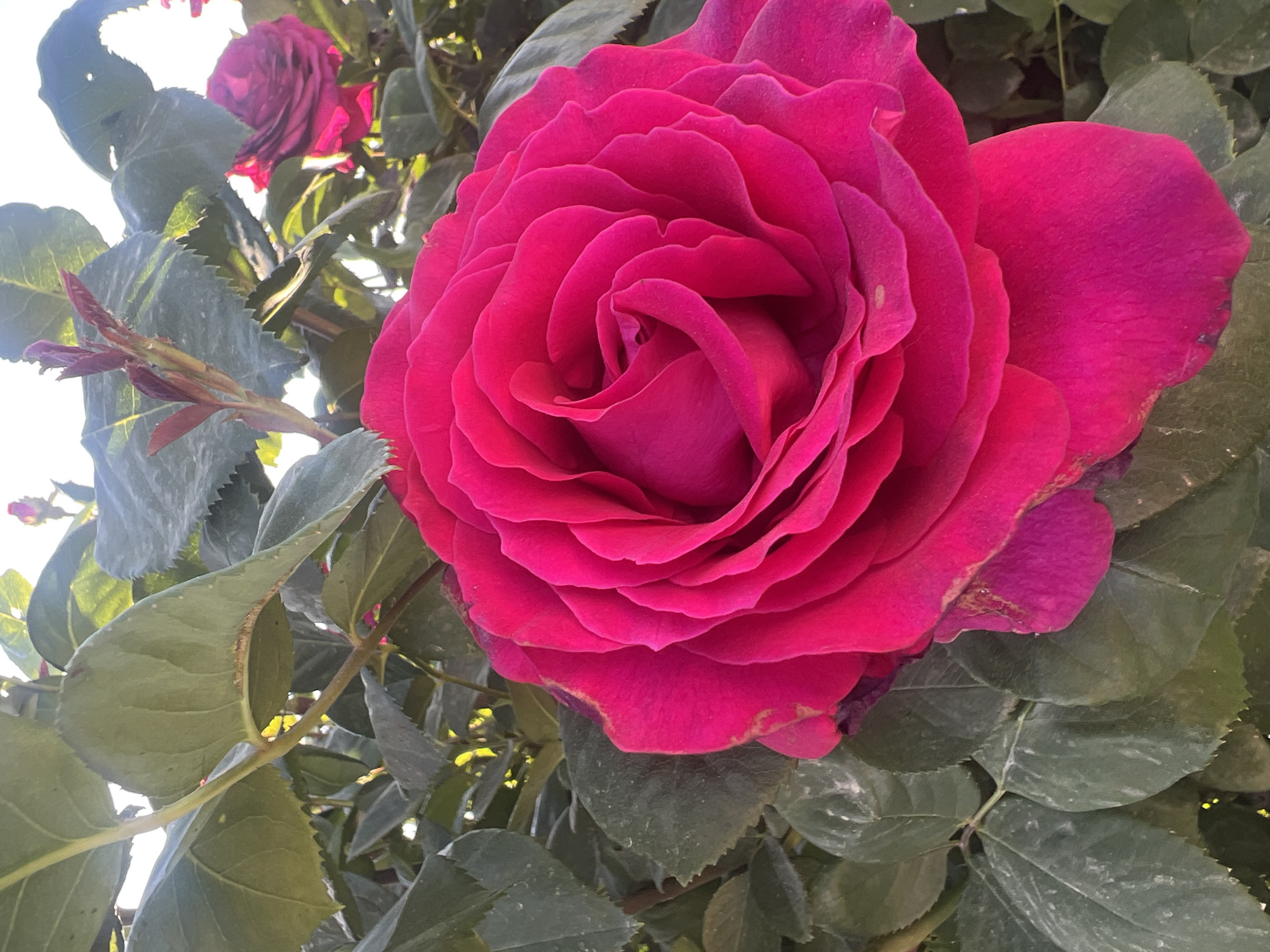 A close-up shot shows a large, vibrant magenta rose in full bloom. The flower is the central focus, with numerous petals densely arranged in a spiral pattern towards the center. Surrounding the rose are green leaves and stems, creating a natural, leafy background. In the upper left corner, there is another rose, partially visible. The image appears to be taken outdoors in daylight.
It is not possible to confirm the location of the image within the city of Plovdiv, Bulgaria with the provided context.