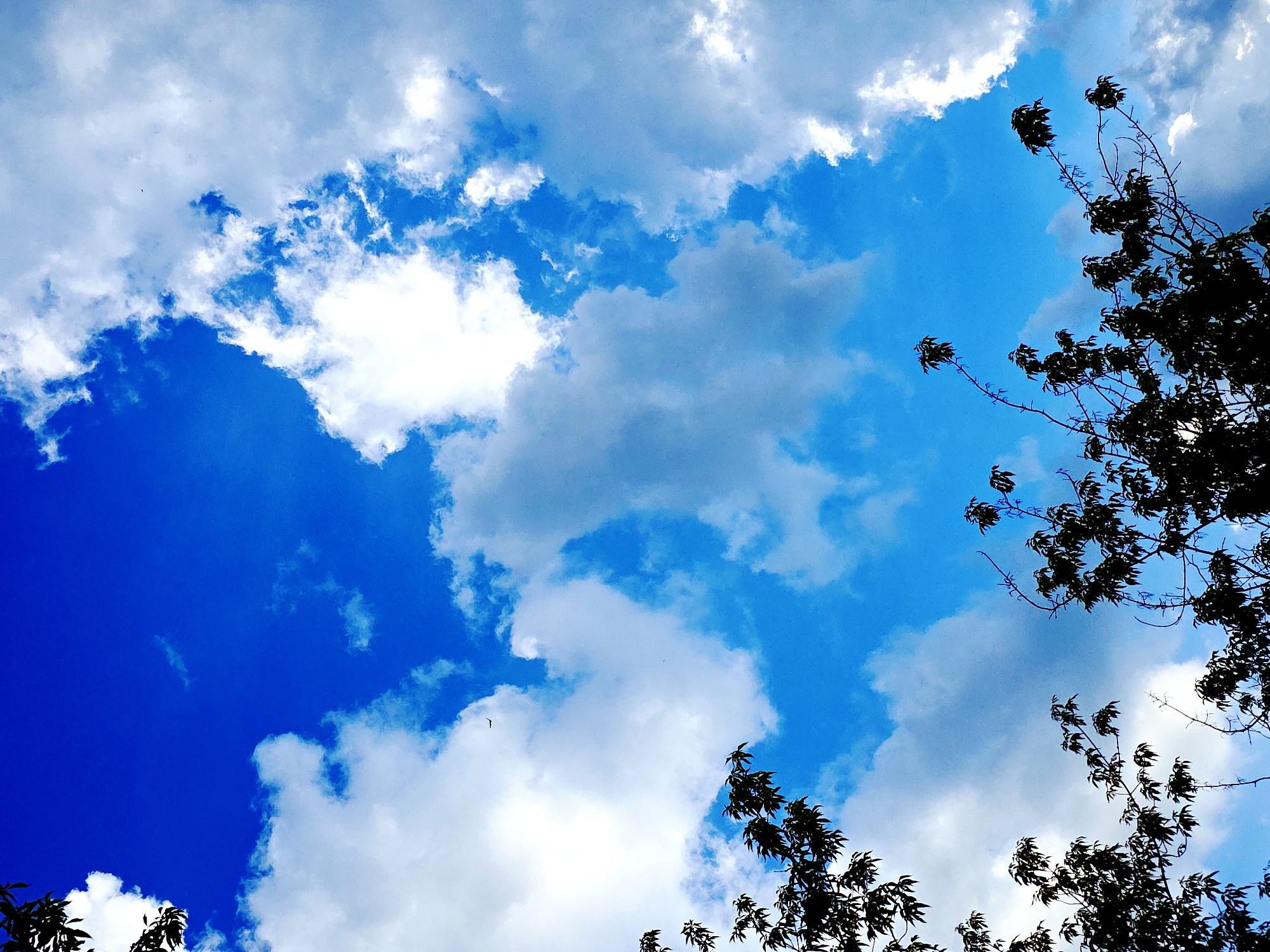 The image captures an upward view of a vibrant blue sky filled with a dynamic array of clouds. The sky displays varying shades of blue, from a deep, intense cobalt in the lower-left and upper-right areas to a lighter, more ethereal blue where it mixes with the clouds. Fluffy white and light grey clouds are scattered across the frame, some appearing soft and diffused, while others are more defined and cumulus-like.
Silhouetted against this bright backdrop are the dark branches and foliage of a tree or trees. These dark, leafy outlines are prominent along the entire right side of the image, extending from the bottom-right corner upwards towards the top-right. A smaller cluster of similar silhouetted leaves is visible in the bottom-left corner. The branches show fine details of twigs and leaf clusters, starkly contrasted against the illuminated sky.
A small, dark, V-shaped object, possibly a bird in flight, is subtly visible against the clouds in the upper-central-left portion of the sky. The scene depicts a clear, bright daytime, suggesting fair to partly cloudy weather. There are no human subjects or man-made structures other than what appears to be natural foliage. No discernible text is present within the image.