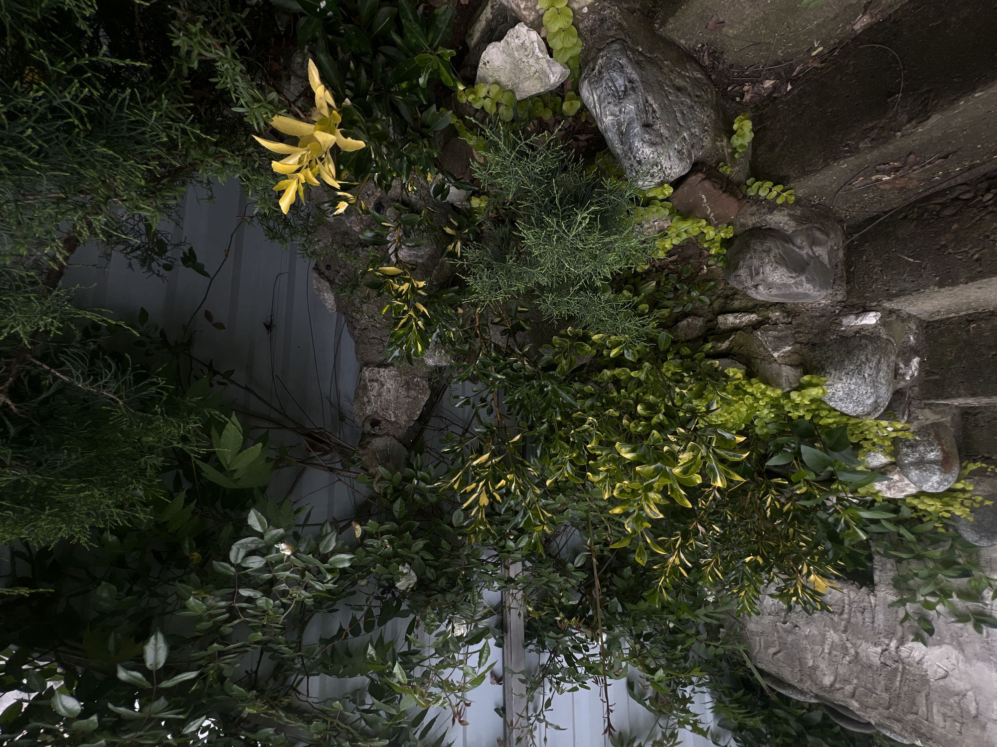 The image presents a garden scene with a variety of plants, rocks, and concrete stairs. A white fence runs along the lower and left sides of the frame, serving as a backdrop for the vegetation. The plant life includes different shades of green, with some plants displaying yellow hues. Several rocks are scattered throughout the scene, particularly near the stairs. The stairs are made of concrete and appear to be weathered. While the precise location within Sochi, Russia, is not identifiable from the image, the composition suggests a garden or outdoor space in the city. No people are visible in the scene.