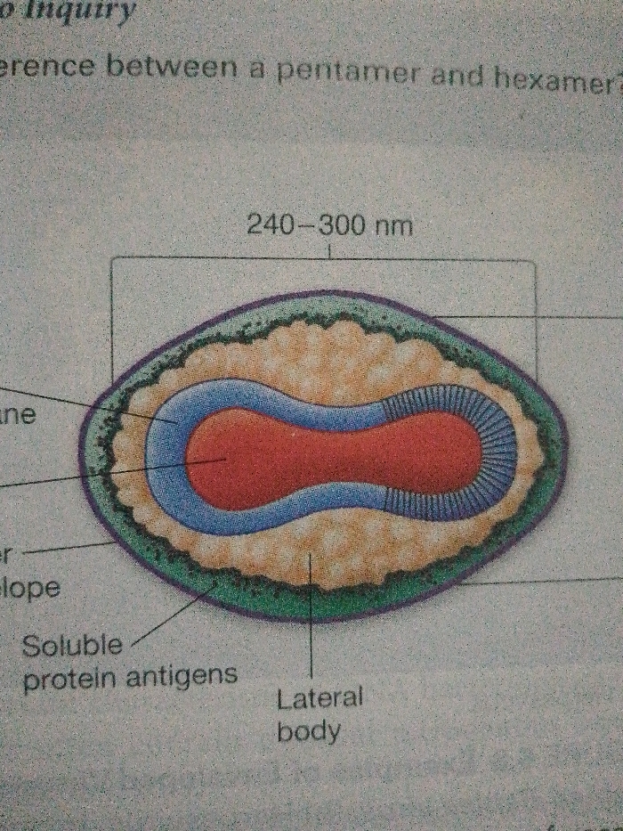 The image shows a diagram depicting a virus particle, labeled with key components. The virus structure measures between 240 and 300 nanometers. Visible features include the viral membrane, outer envelope, soluble protein antigens, and a lateral body. A central red section, surrounded by a blue layer, is shown with an undulating pattern, possibly indicating a core structure.