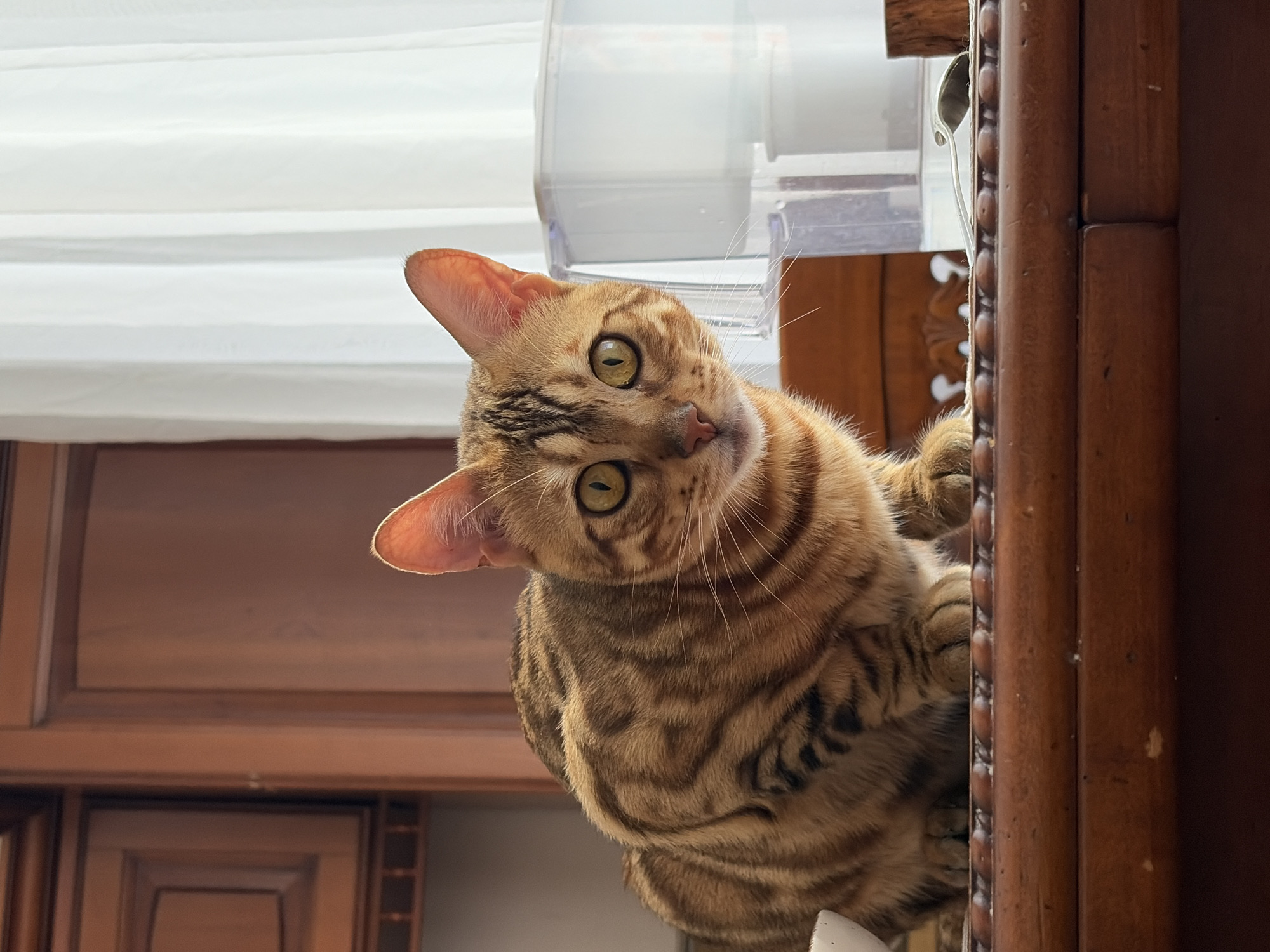 A close-up, low-angle shot depicts a Bengal cat perched atop a wooden cabinet, seemingly looking down at the viewer. The cat's head is tilted to its left, and its eyes are focused on the camera. The cat is holding onto a wooden column with its paws. A white curtain is visible in the background, along with a clear plastic container. The location is indeterminable from the given image. The city of Krasnoyarsk, Russia, cannot be confirmed based on the image.