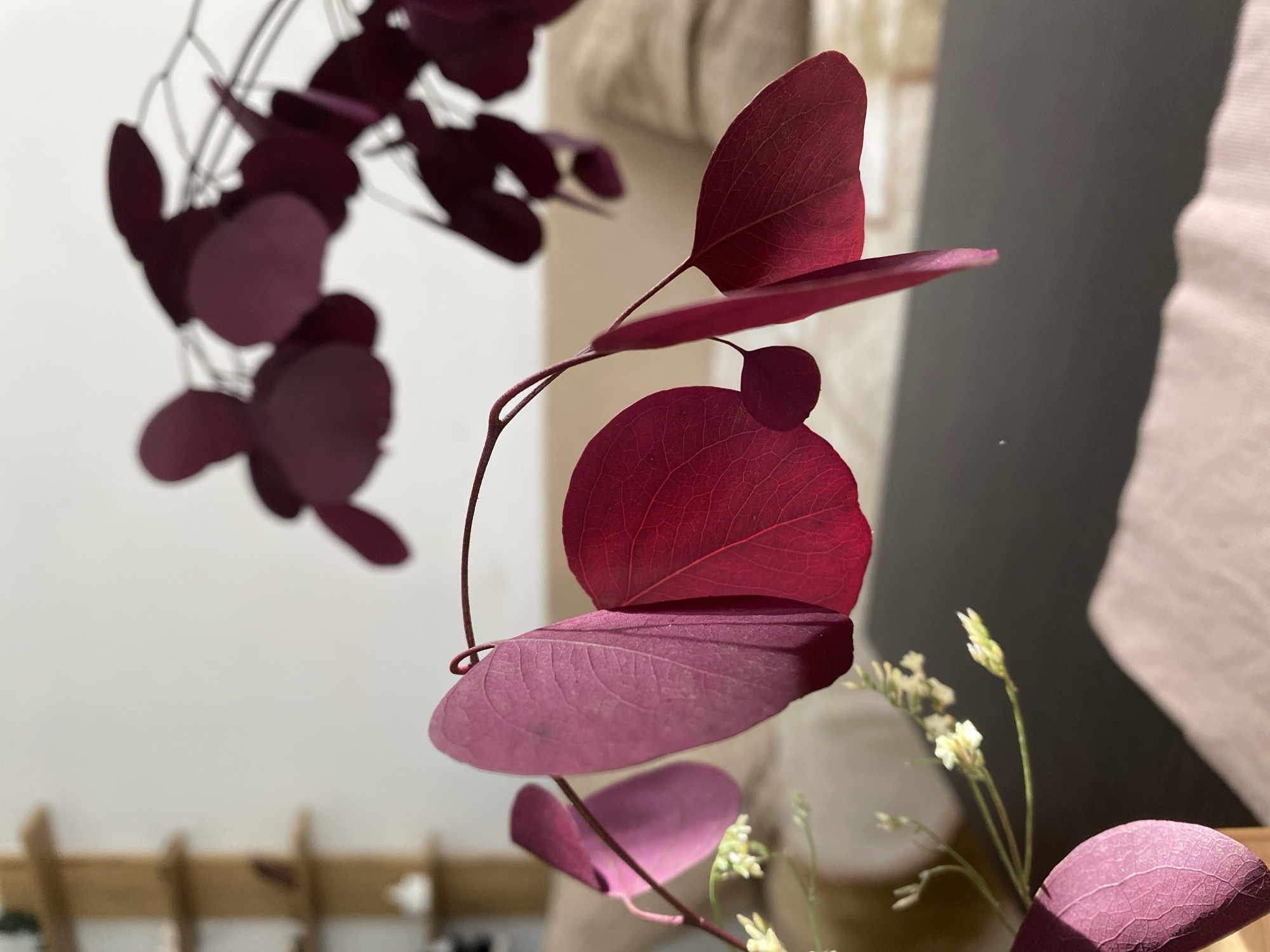 The image shows a close-up of a plant with round, reddish-purple leaves and small white flowers. The background is blurred, but includes a white wall, a beige cloth, and a dark gray surface. The plant appears to be indoors. There is no information to confirm the location is in Chaikovsky, Russia.