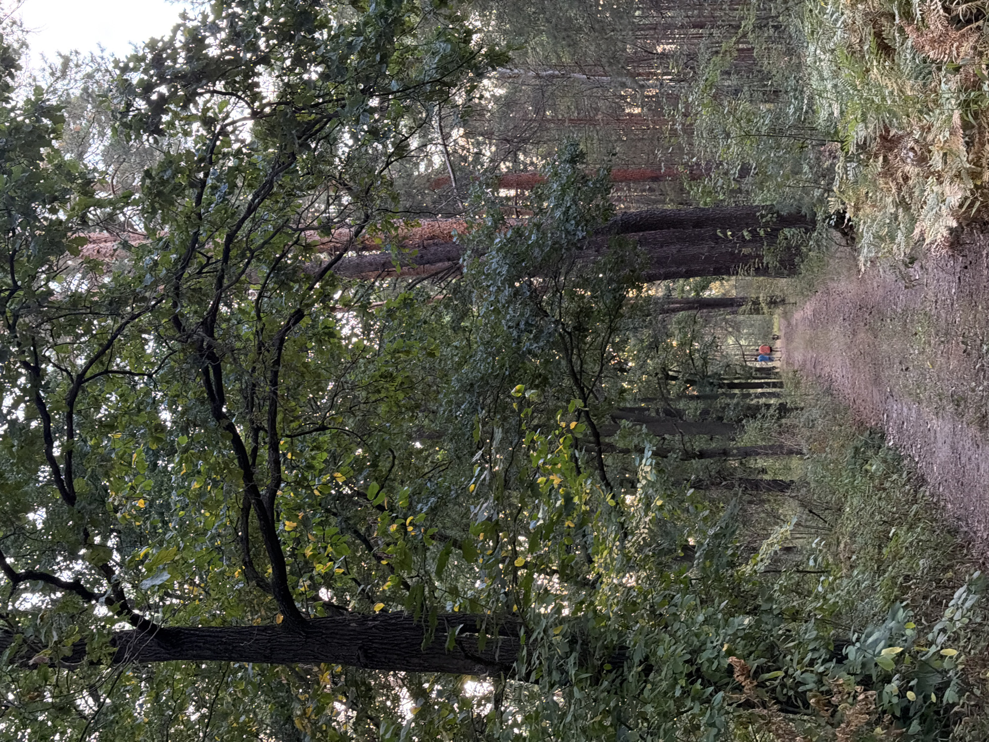 The image depicts a dirt path winding through a dense forest. The path is lined with lush green foliage and tall trees, with some sunlight filtering through the canopy, creating dappled light on the path. In the distance, two individuals are walking along the path with a dog. The forest appears to be a natural, undeveloped area.