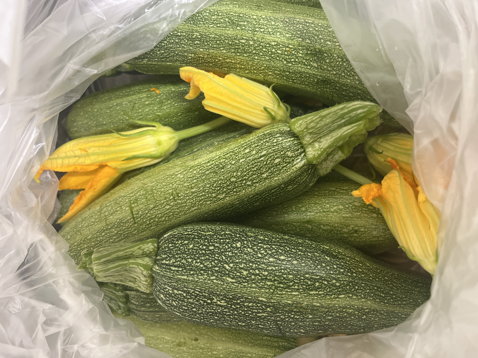A close-up, overhead shot shows several green zucchinis with yellow flowers nestled inside a translucent plastic bag. The zucchinis are long and cylindrical, with subtle stripes of lighter green and white speckles on their dark green skin. Some of the flowers are fully open, revealing their bright yellow petals, while others are still partially closed. The plastic bag is slightly crinkled and obscures some of the background. The lighting is bright, suggesting an indoor setting. The image does not contain any information about the city of Vallo della Lucania, Italy, or any people.