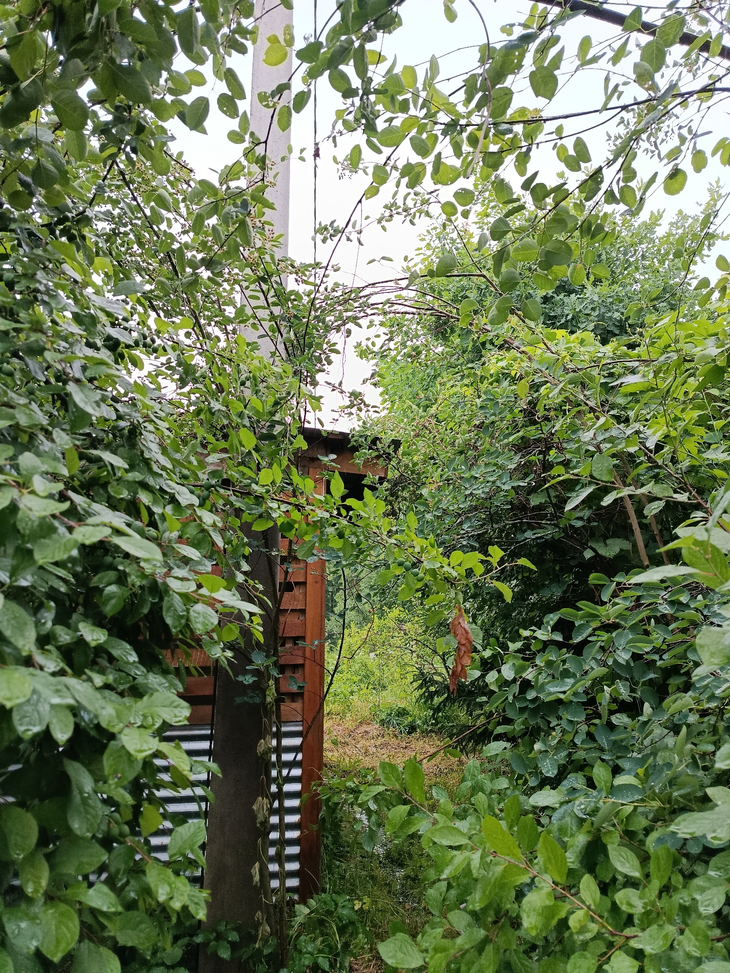 The image depicts an outdoor scene with dense green foliage in the foreground and midground, partially obscuring a wooden structure and a utility pole. The leaves appear wet, suggesting recent rainfall. The wooden structure, visible to the right of the utility pole, has a slatted design. Beyond the foliage, a grassy area and more greenery can be seen. The sky is overcast. The scene is likely located in the city of Vereya, Russia, given the provided context. There are no people or animals visible in the image.