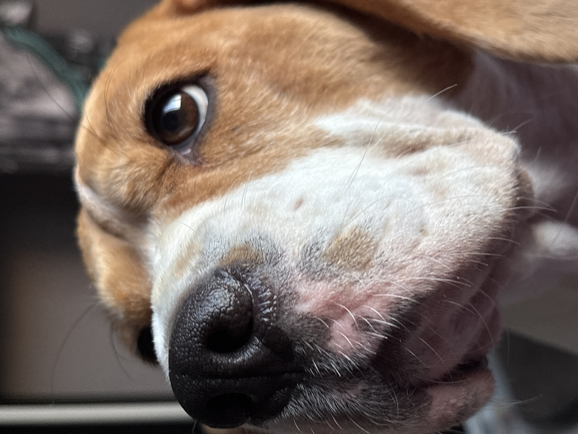 The image is a close-up, eye-level, portrait of a beagle dog's face. The dog's nose, right eye, and part of its snout are prominently featured. The dog has brown and white fur. The background is blurred and dark, suggesting an indoor setting. There is no identifiable context to place this image in the city of Марковский, Russia.